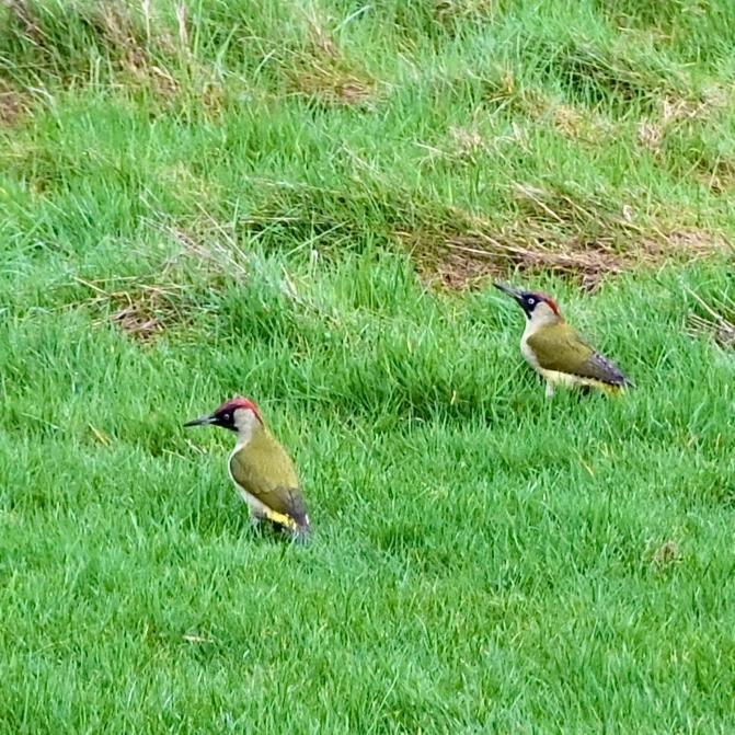 Orchard Dene