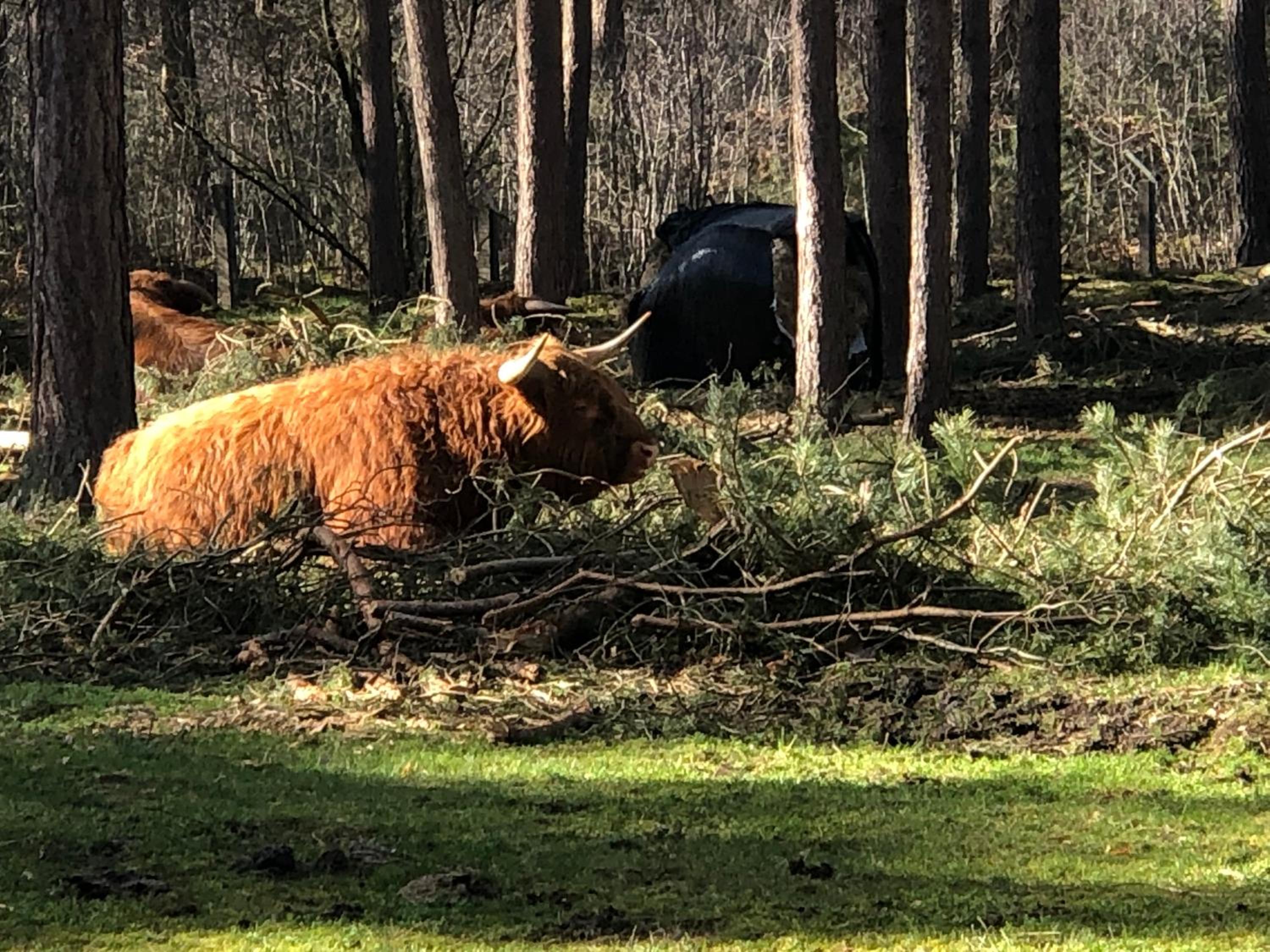 Forest Cottage Hattem