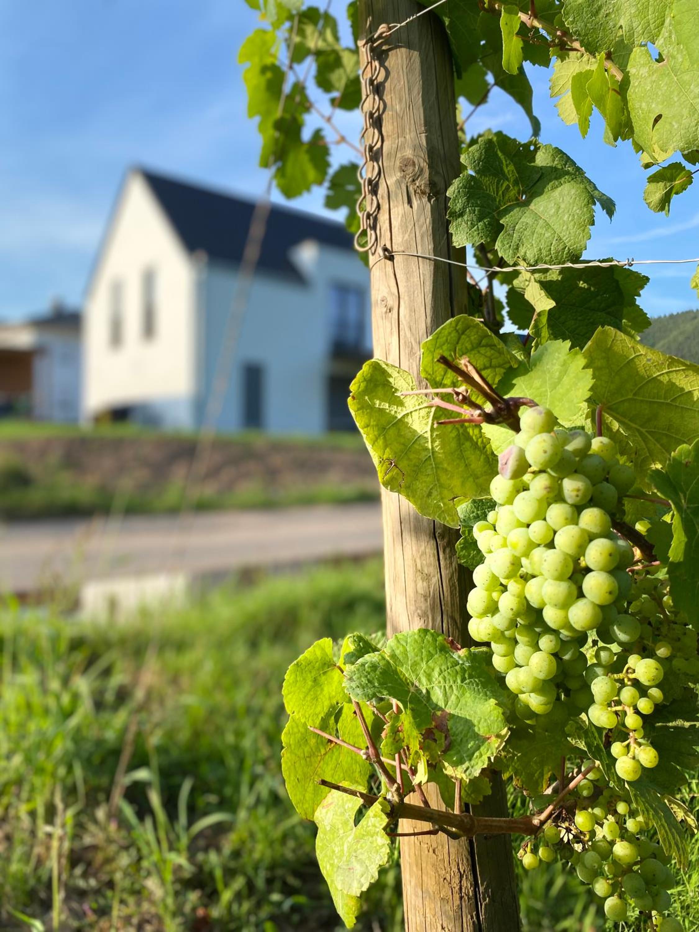 Haus im Weinberg