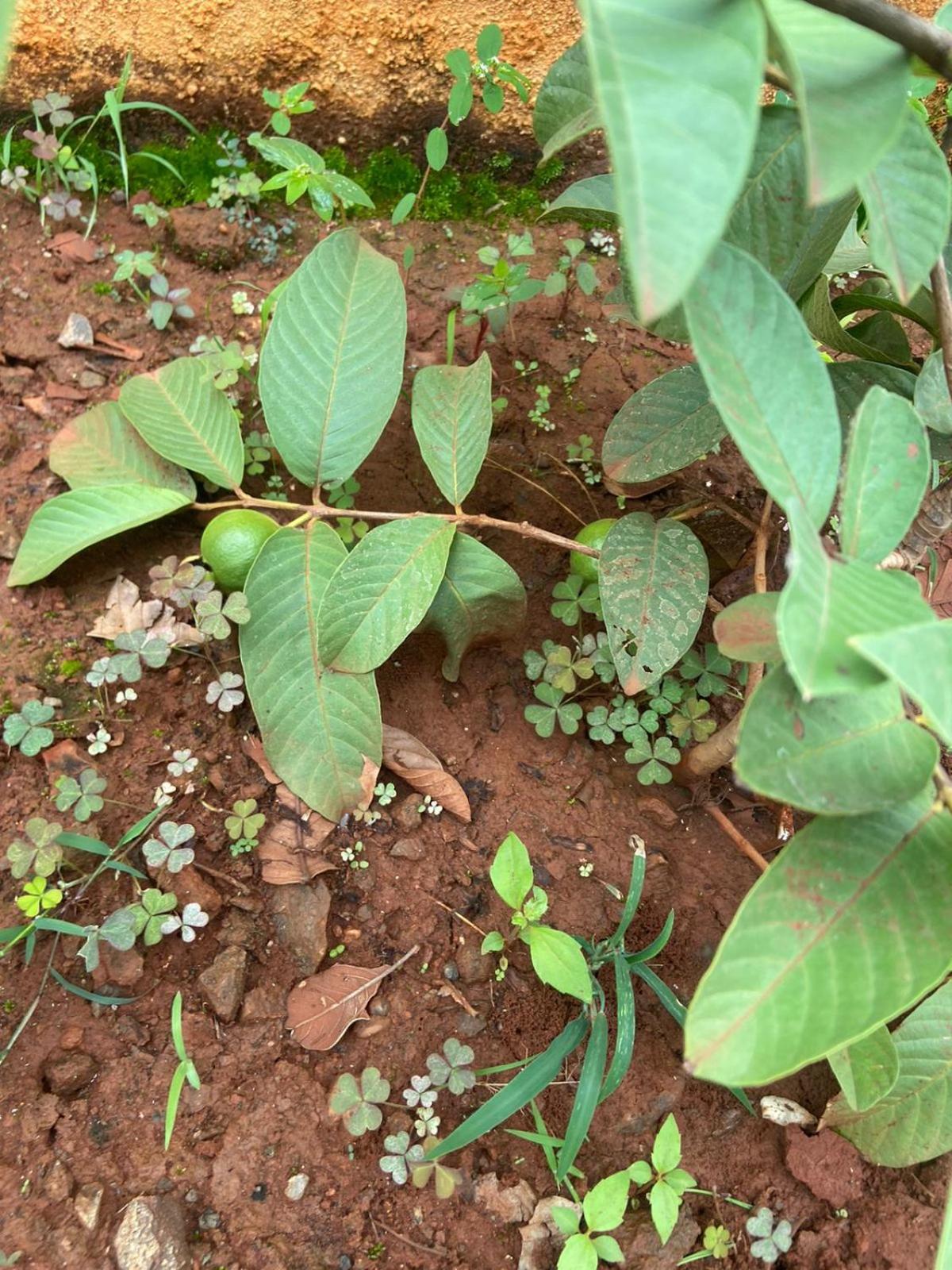 Bhaktivilla