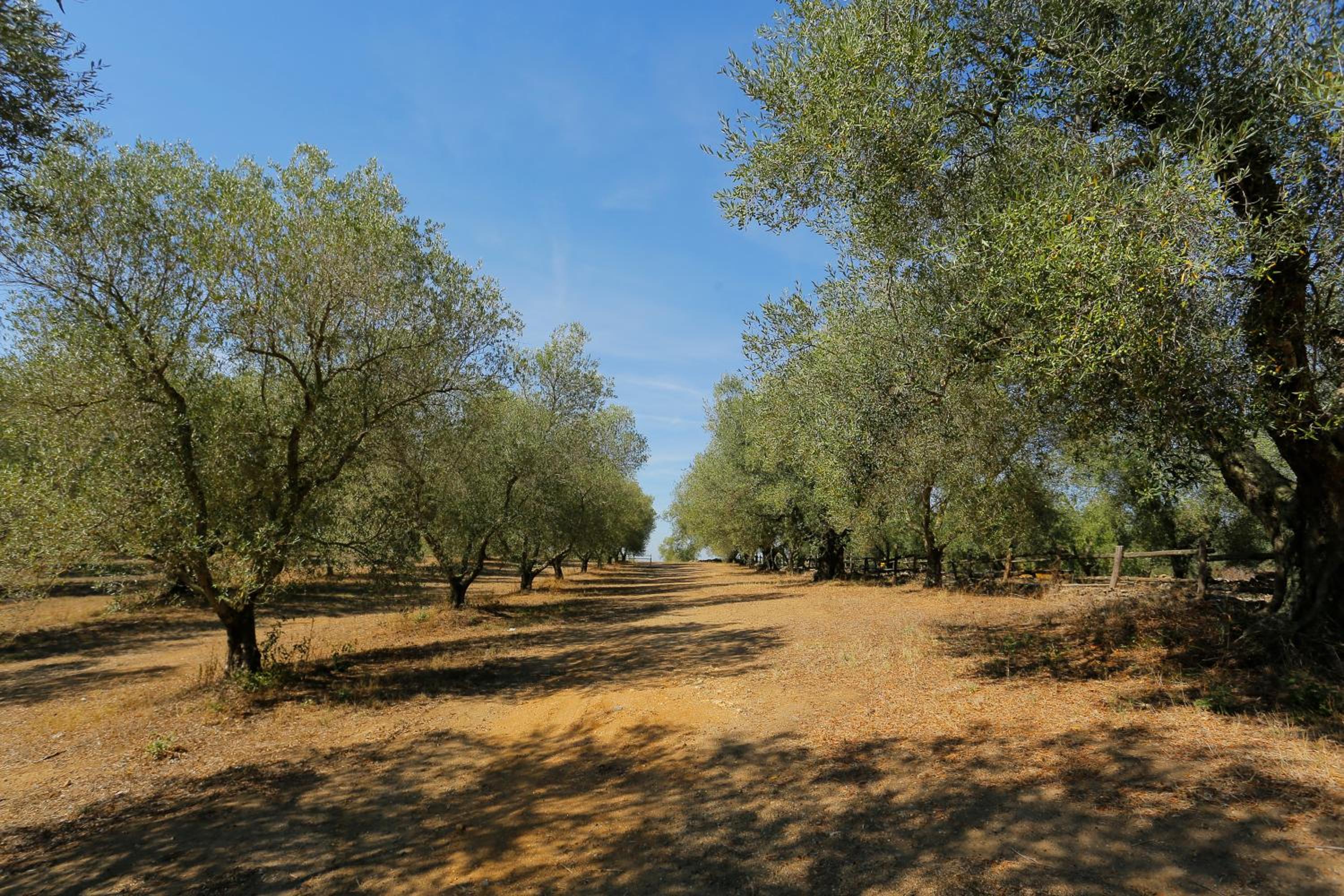 Fattoria Iluigi
