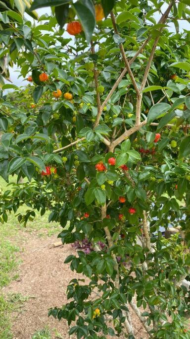 Linda chacara com piscina , conforto e meio a natureza