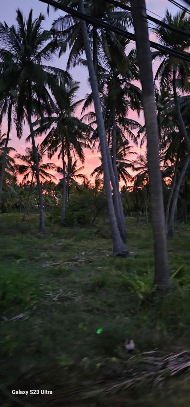 Aloe Vera villa view 2