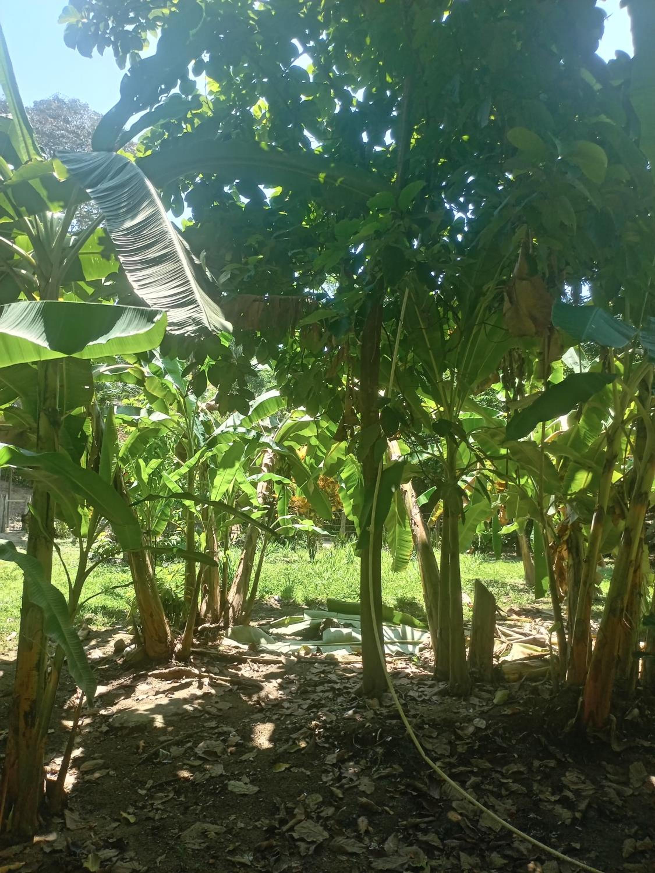 Tayrona Fercho's House