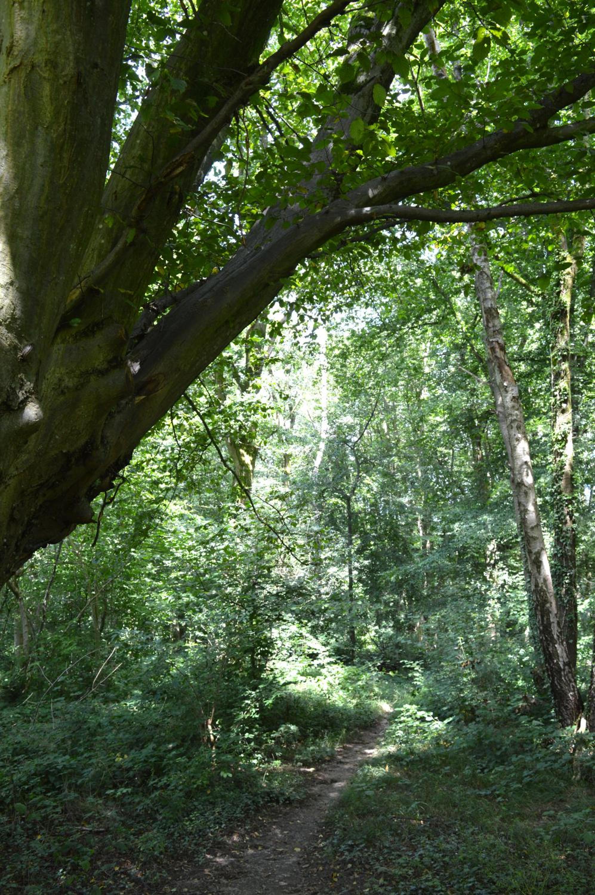 Calme et verdure 9