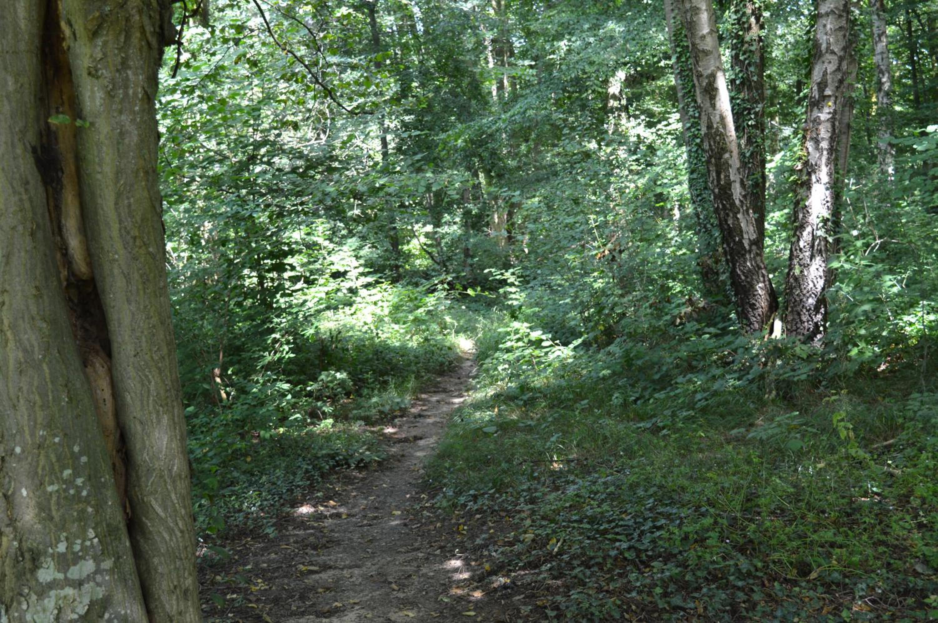 Calme et verdure 9