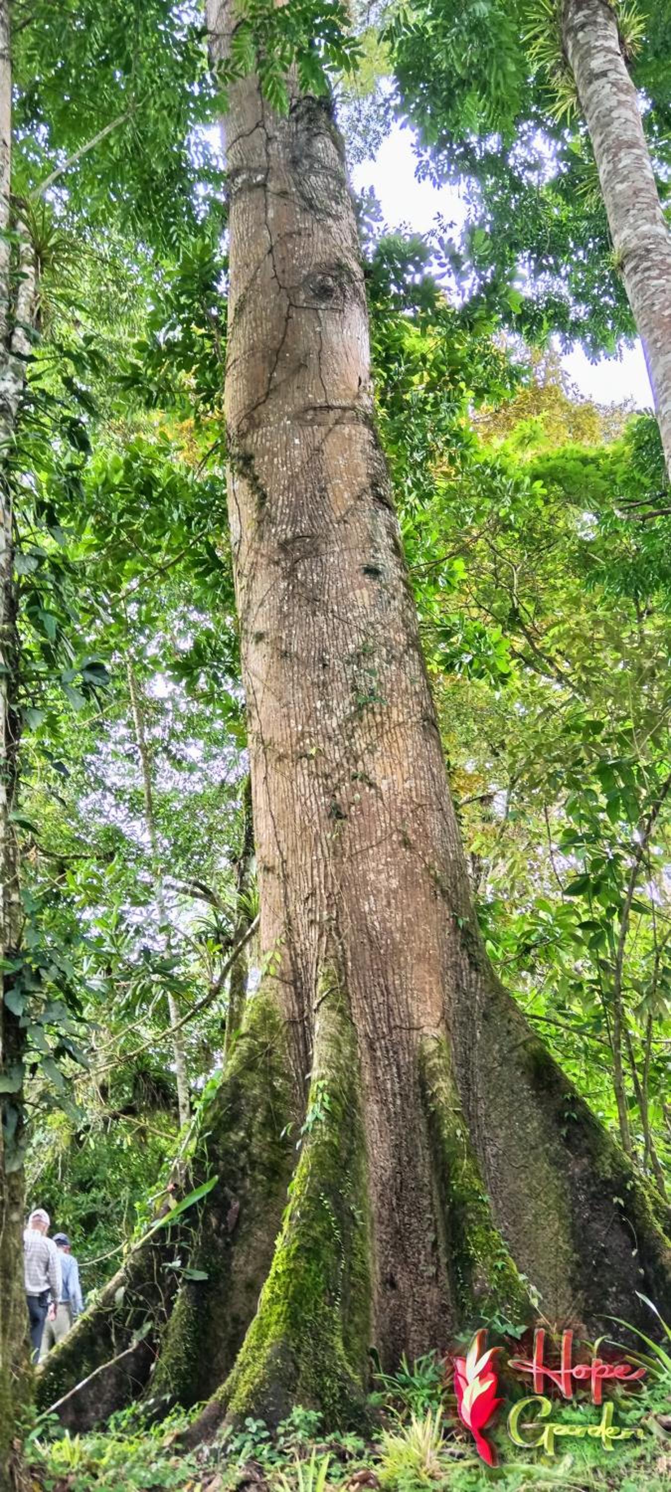 HOPE GARDEN, SARAPIQUÍ, We connect you with the Sarapiquí tropical forest