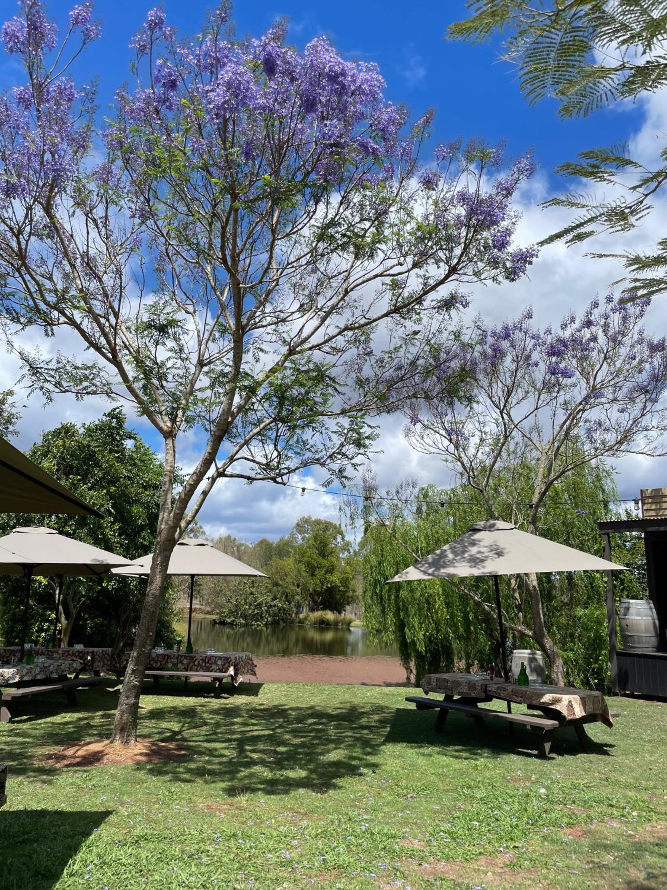 Dusty Hill Vineyard - Moffatdale