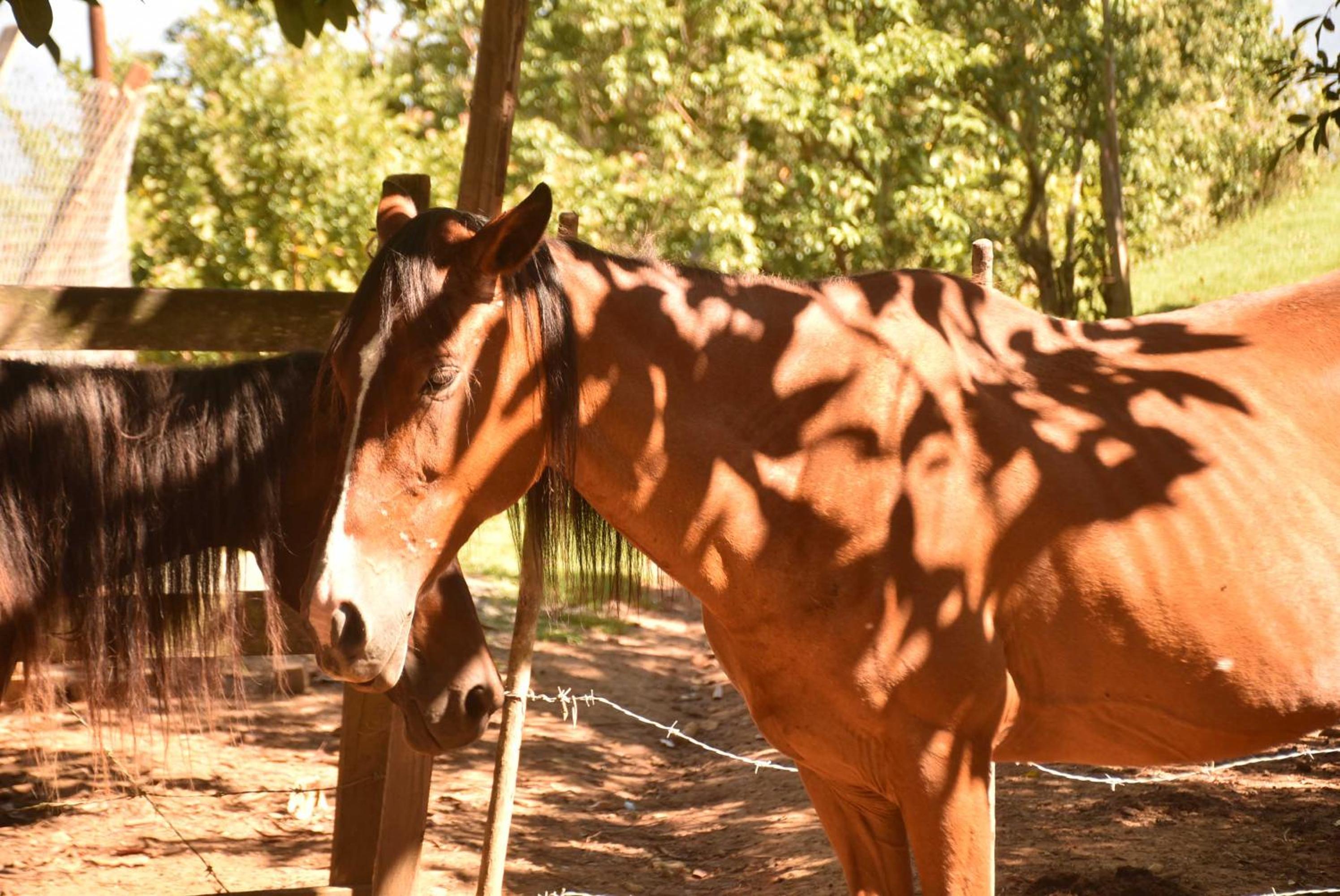 Glamping del Occidente