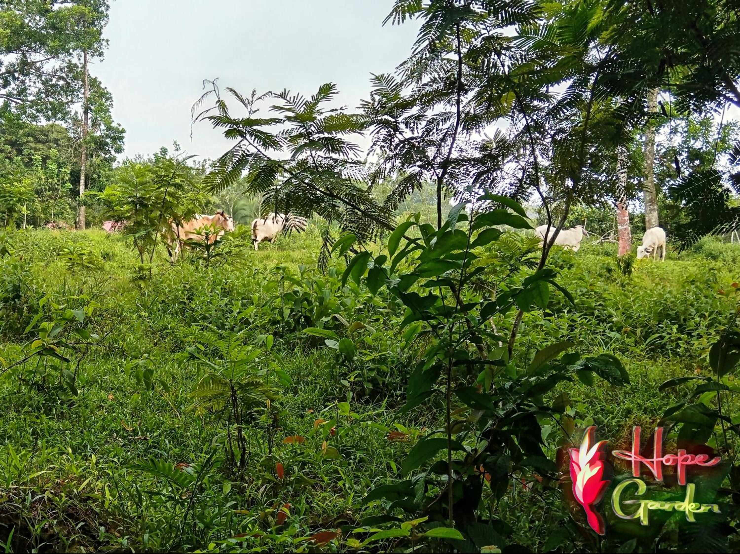 HOPE GARDEN, SARAPIQUÍ, We connect you with the Sarapiquí tropical forest