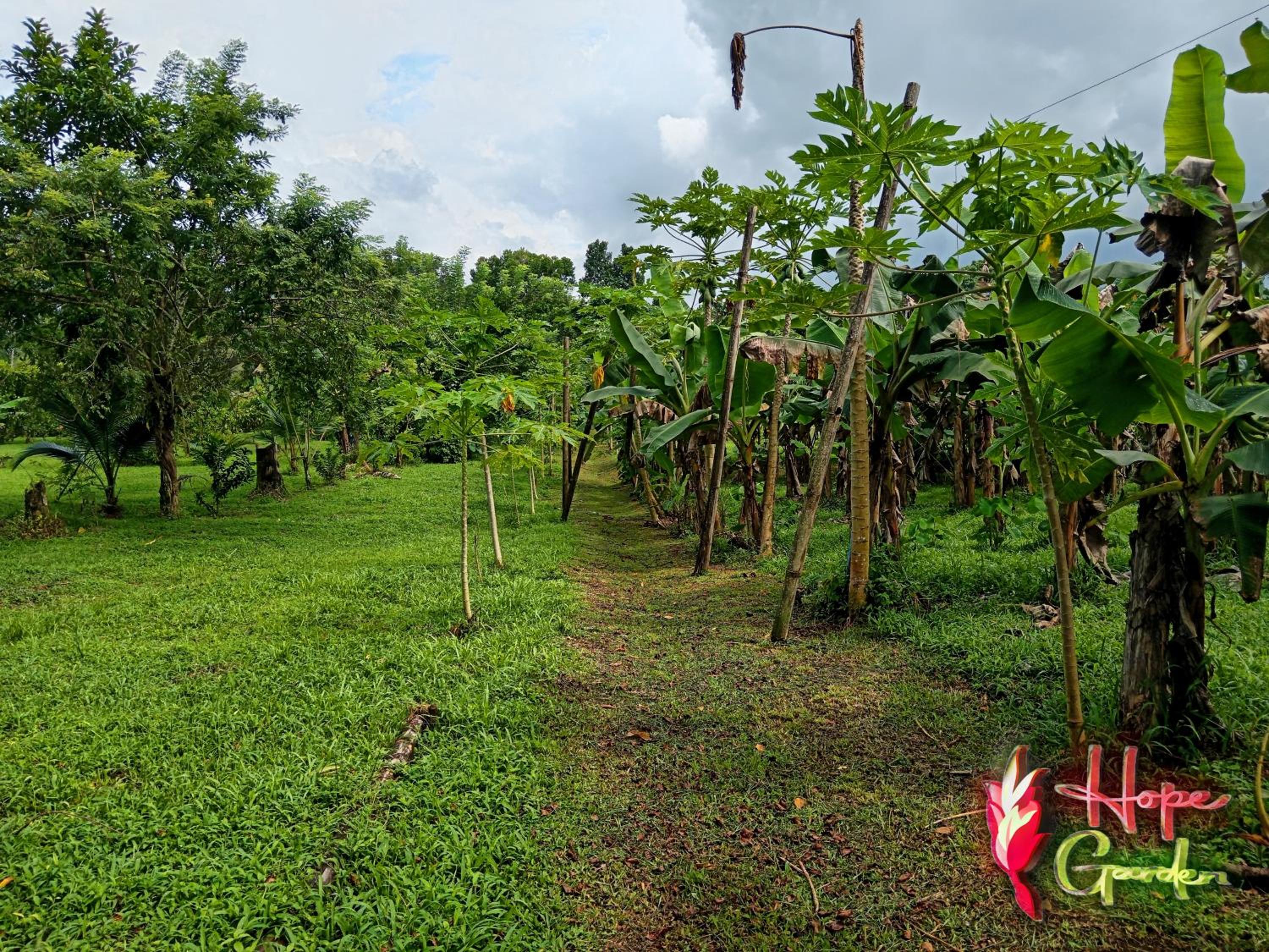 HOPE GARDEN, SARAPIQUÍ, We connect you with the Sarapiquí tropical forest