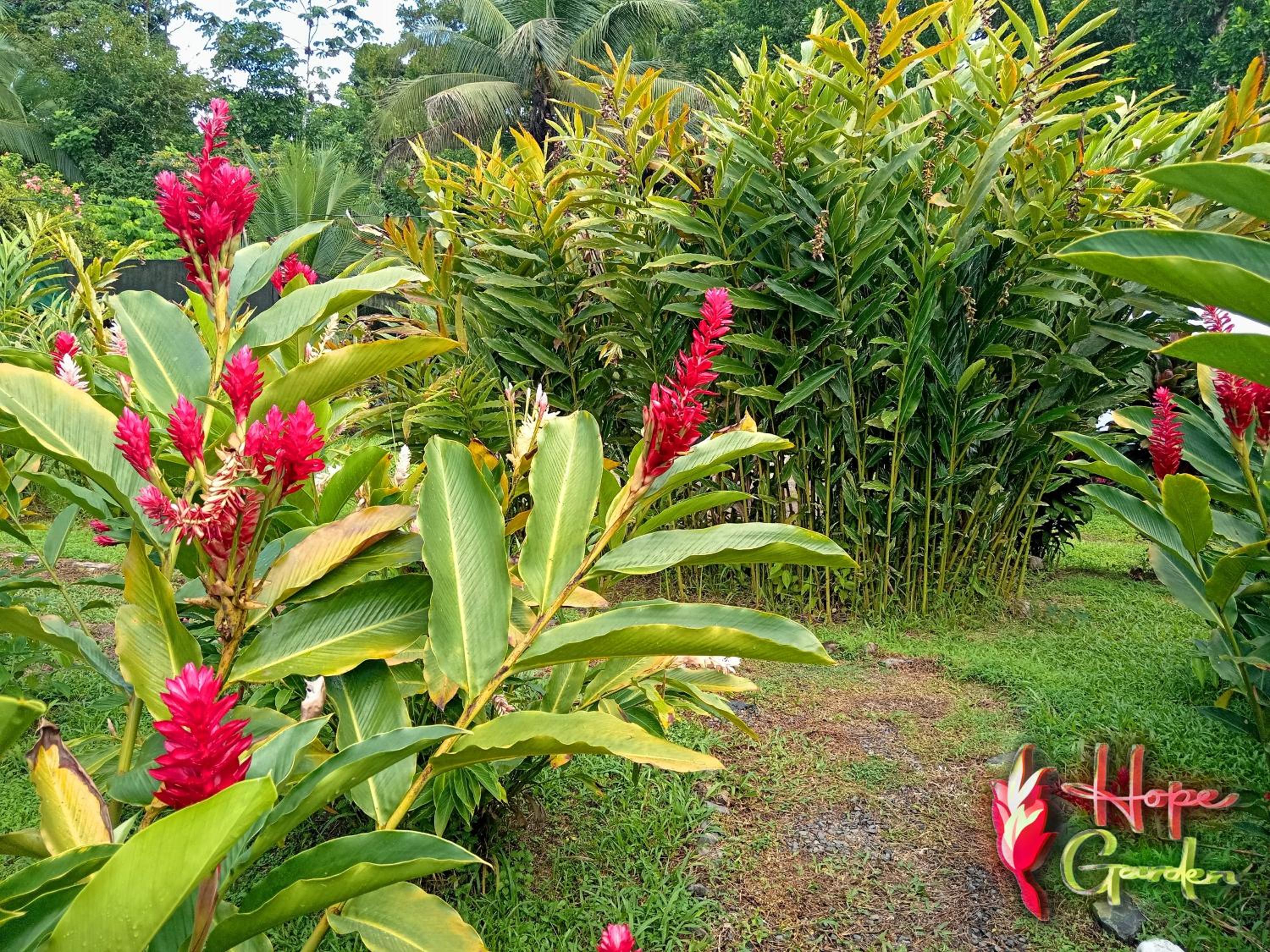 HOPE GARDEN, SARAPIQUÍ, We connect you with the Sarapiquí tropical forest