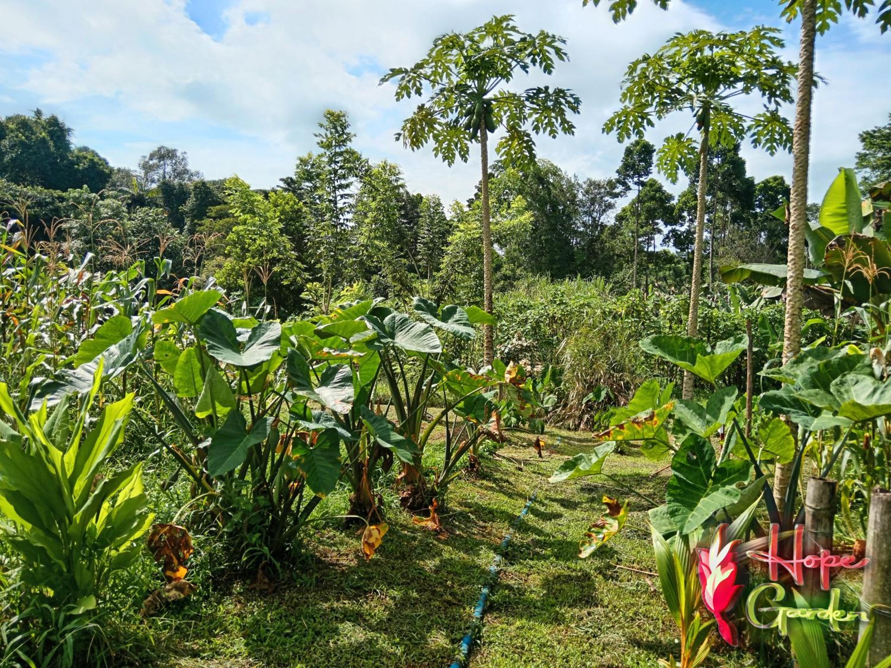 HOPE GARDEN, SARAPIQUÍ, We connect you with the Sarapiquí tropical forest