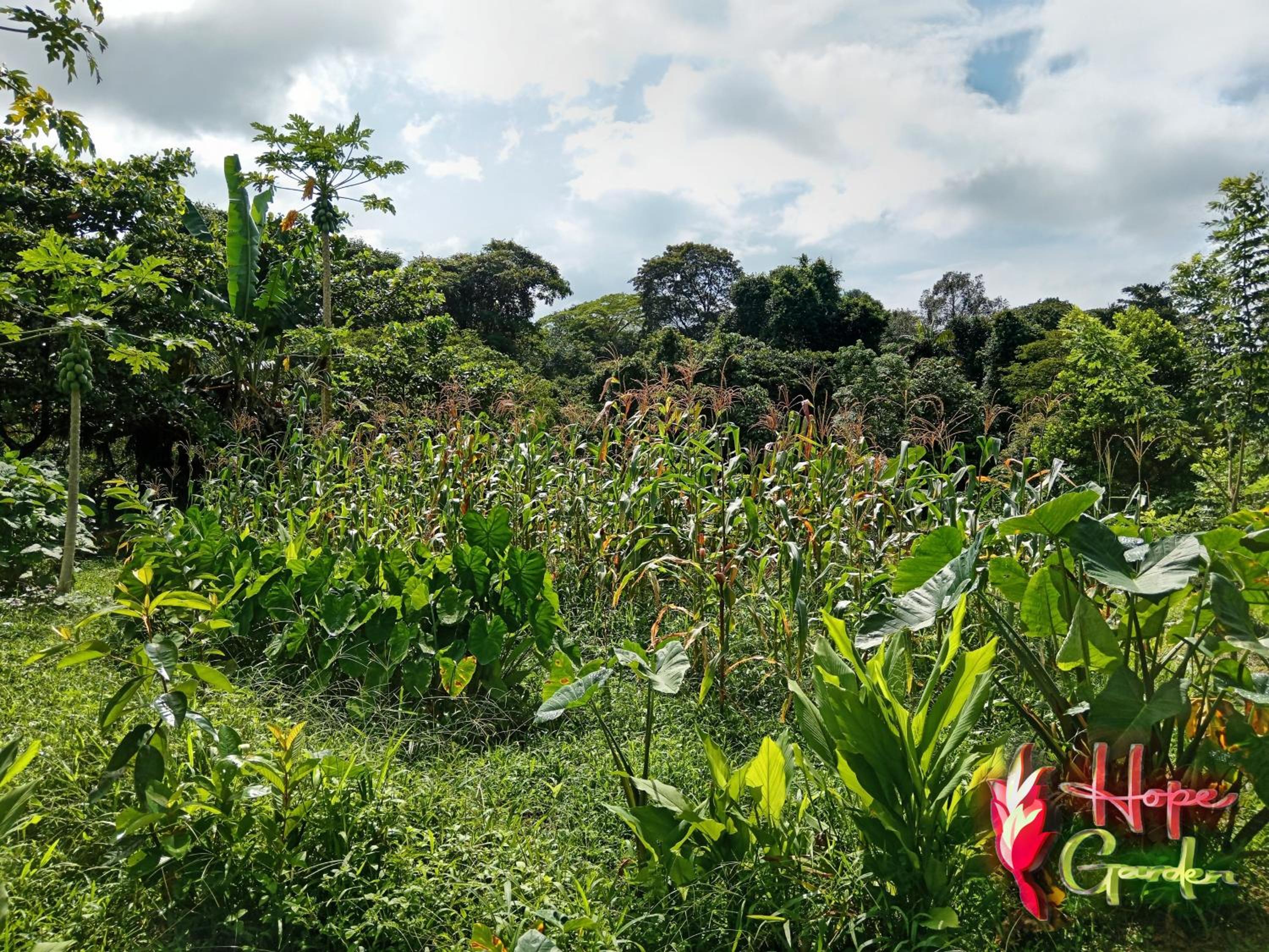 HOPE GARDEN, SARAPIQUÍ, We connect you with the Sarapiquí tropical forest