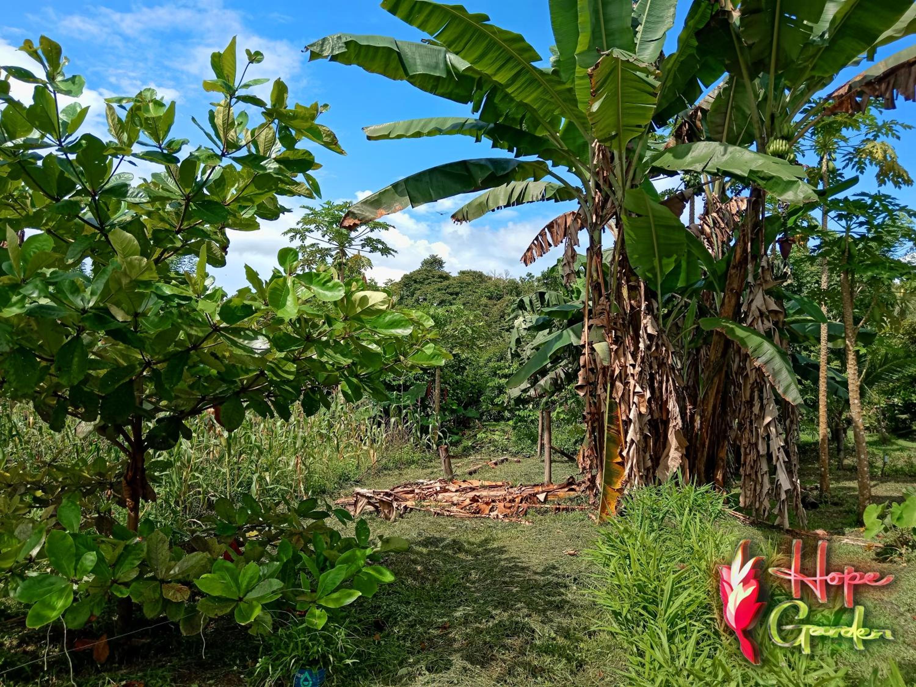 HOPE GARDEN, SARAPIQUÍ, We connect you with the Sarapiquí tropical forest