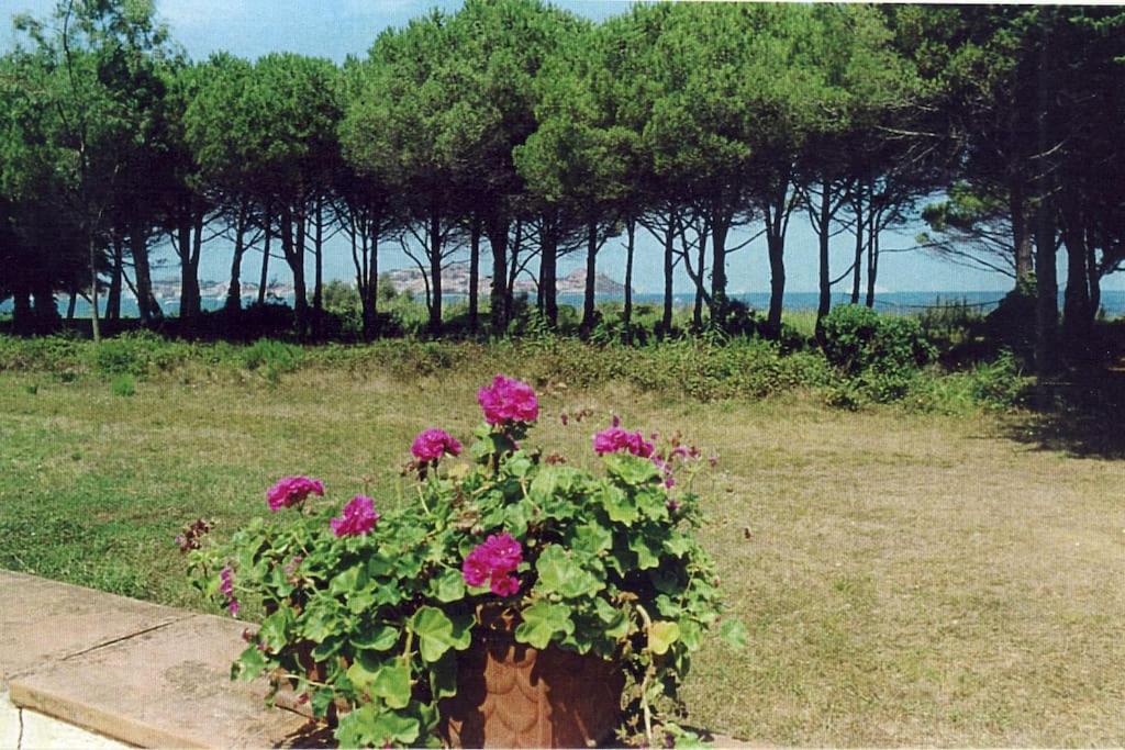 Villa Eucalipti immersa nel verde e sul mare view 5