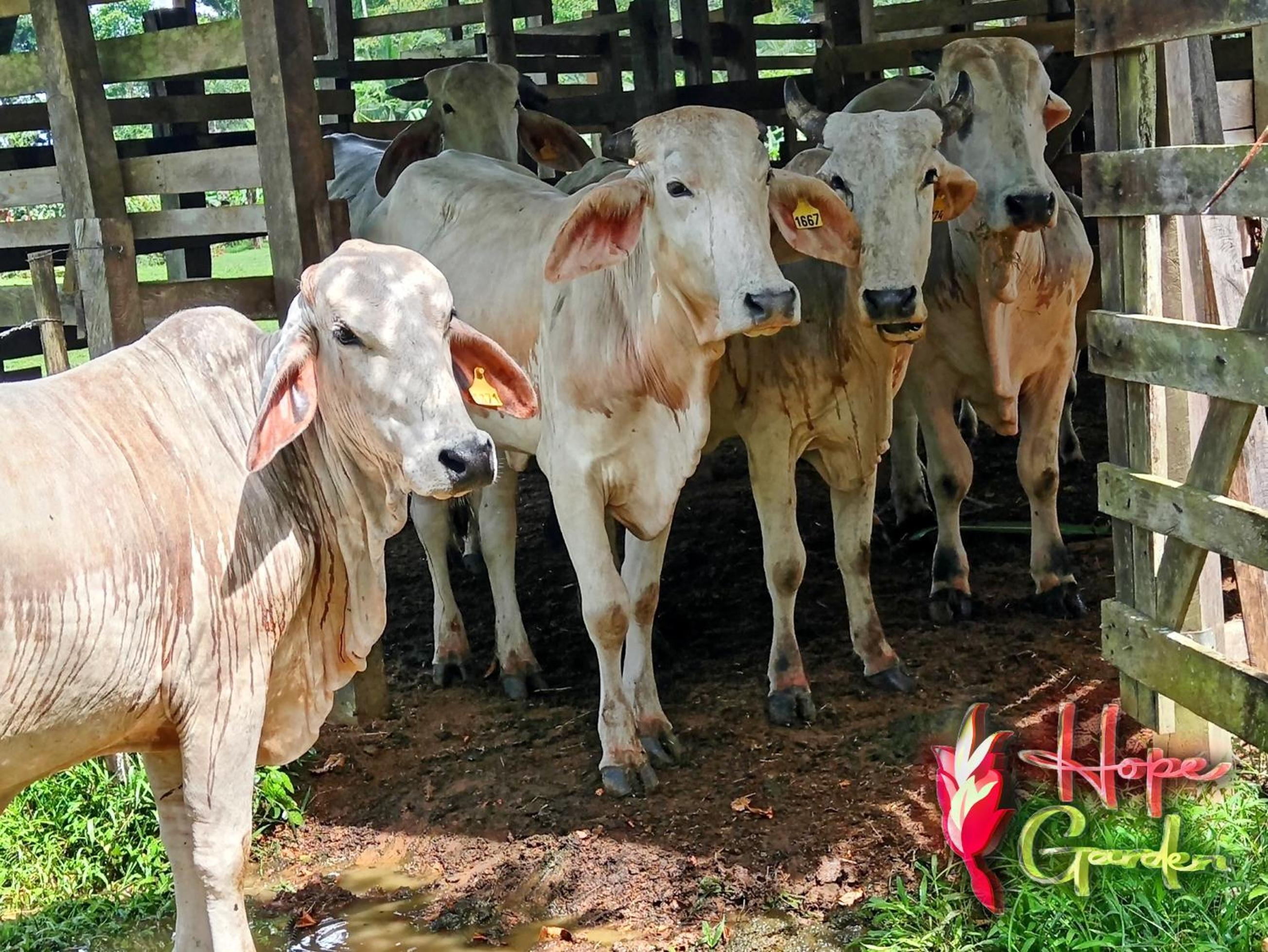 HOPE GARDEN, SARAPIQUÍ, We connect you with the Sarapiquí tropical forest
