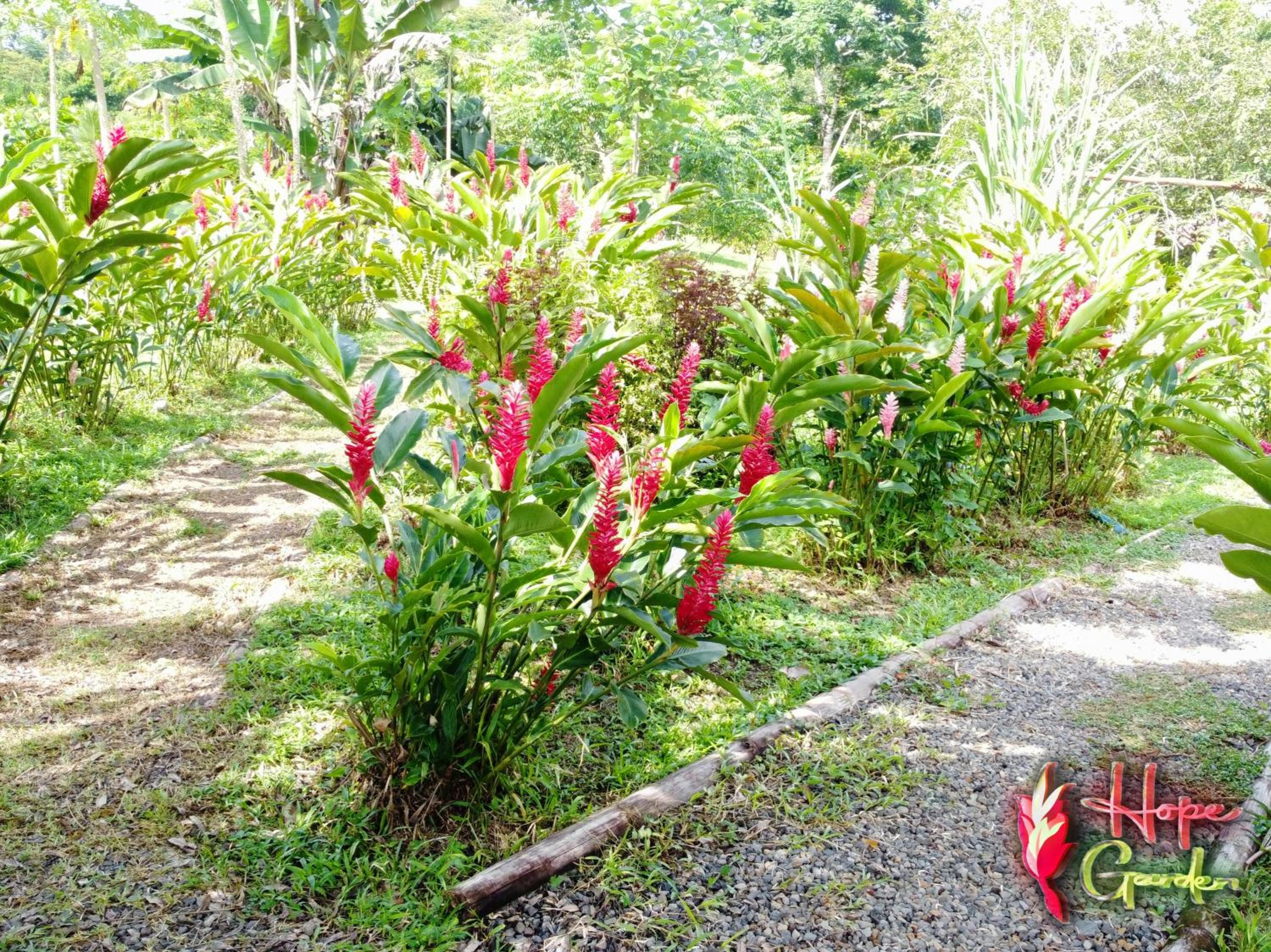 HOPE GARDEN, SARAPIQUÍ, We connect you with the Sarapiquí tropical forest