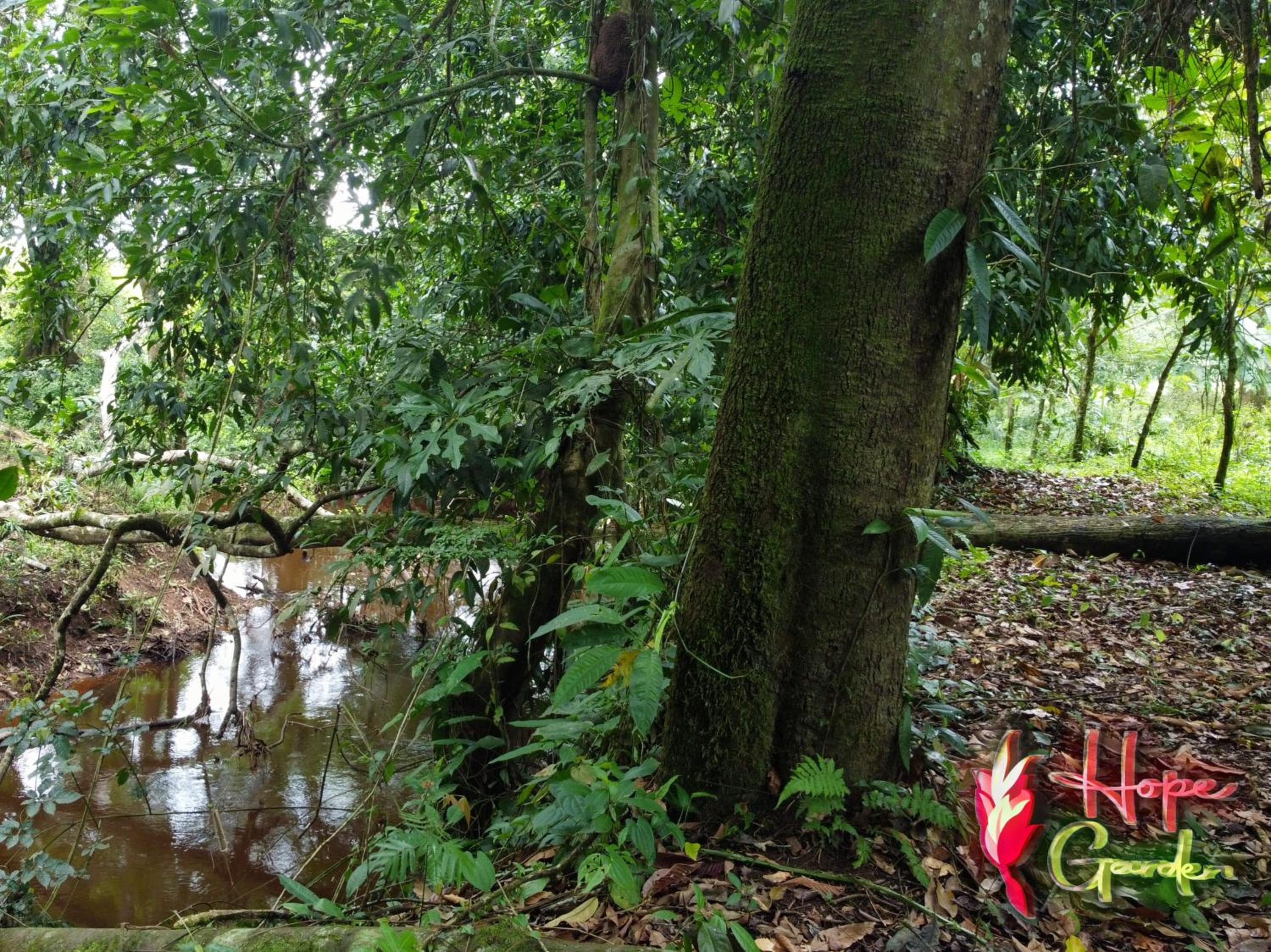 HOPE GARDEN, SARAPIQUÍ, We connect you with the Sarapiquí tropical forest