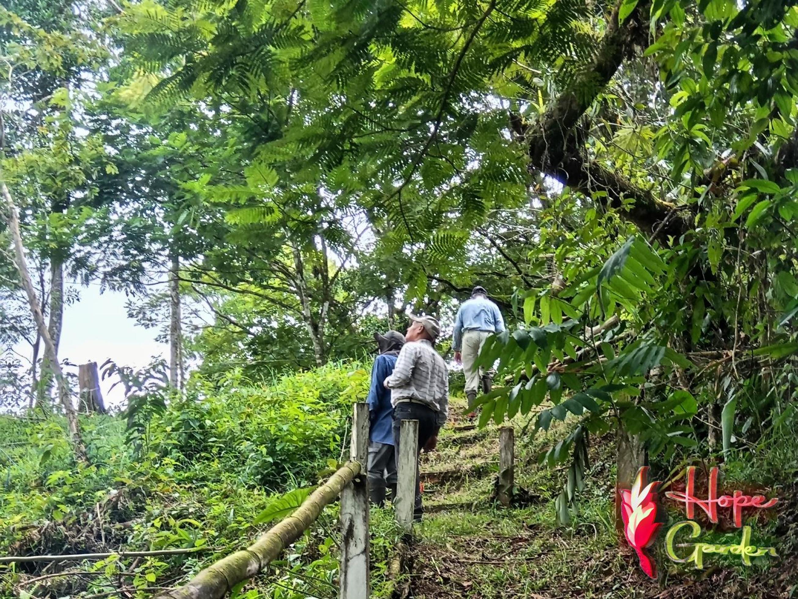 HOPE GARDEN, SARAPIQUÍ, We connect you with the Sarapiquí tropical forest