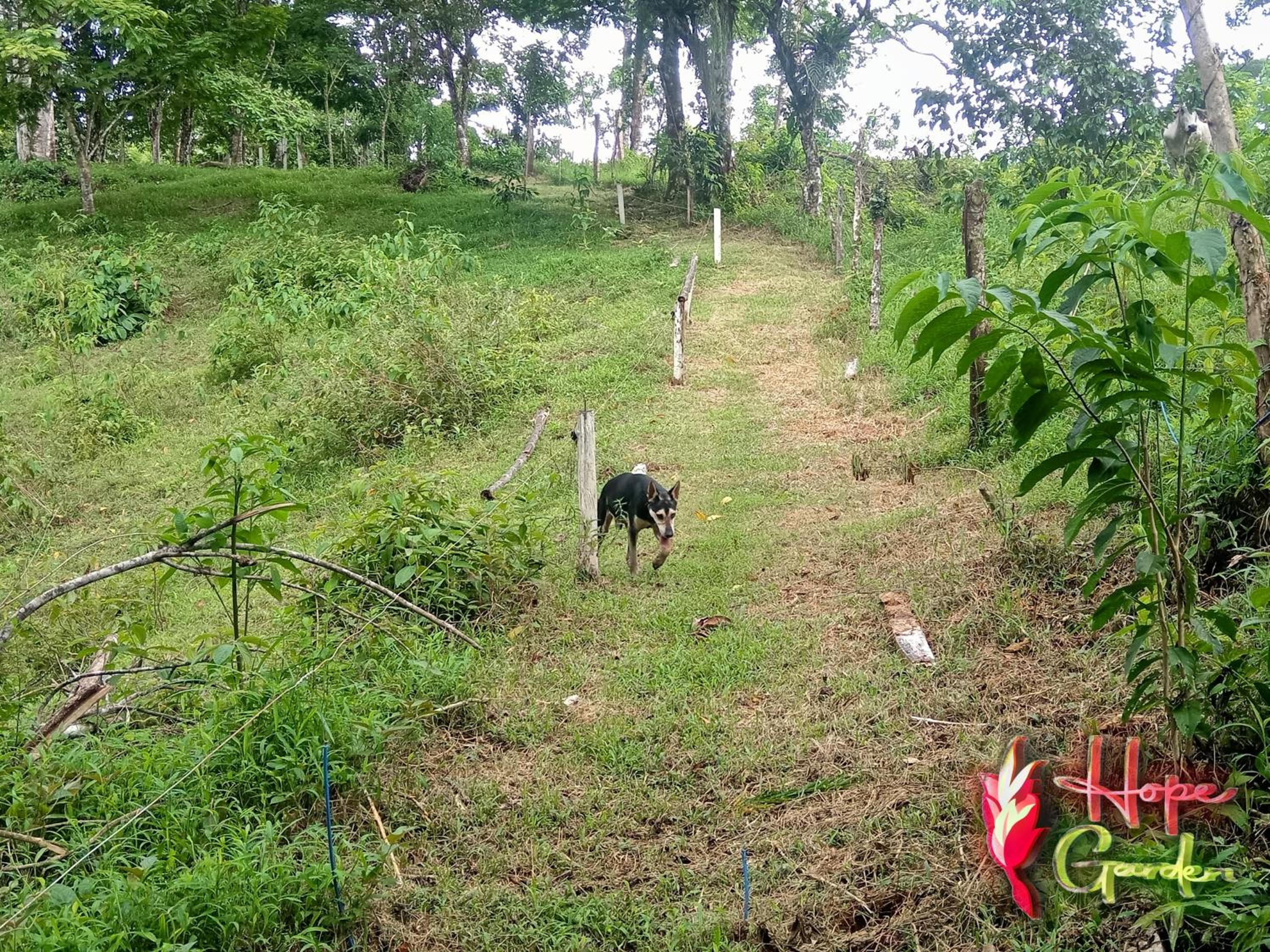 HOPE GARDEN, SARAPIQUÍ, We connect you with the Sarapiquí tropical forest