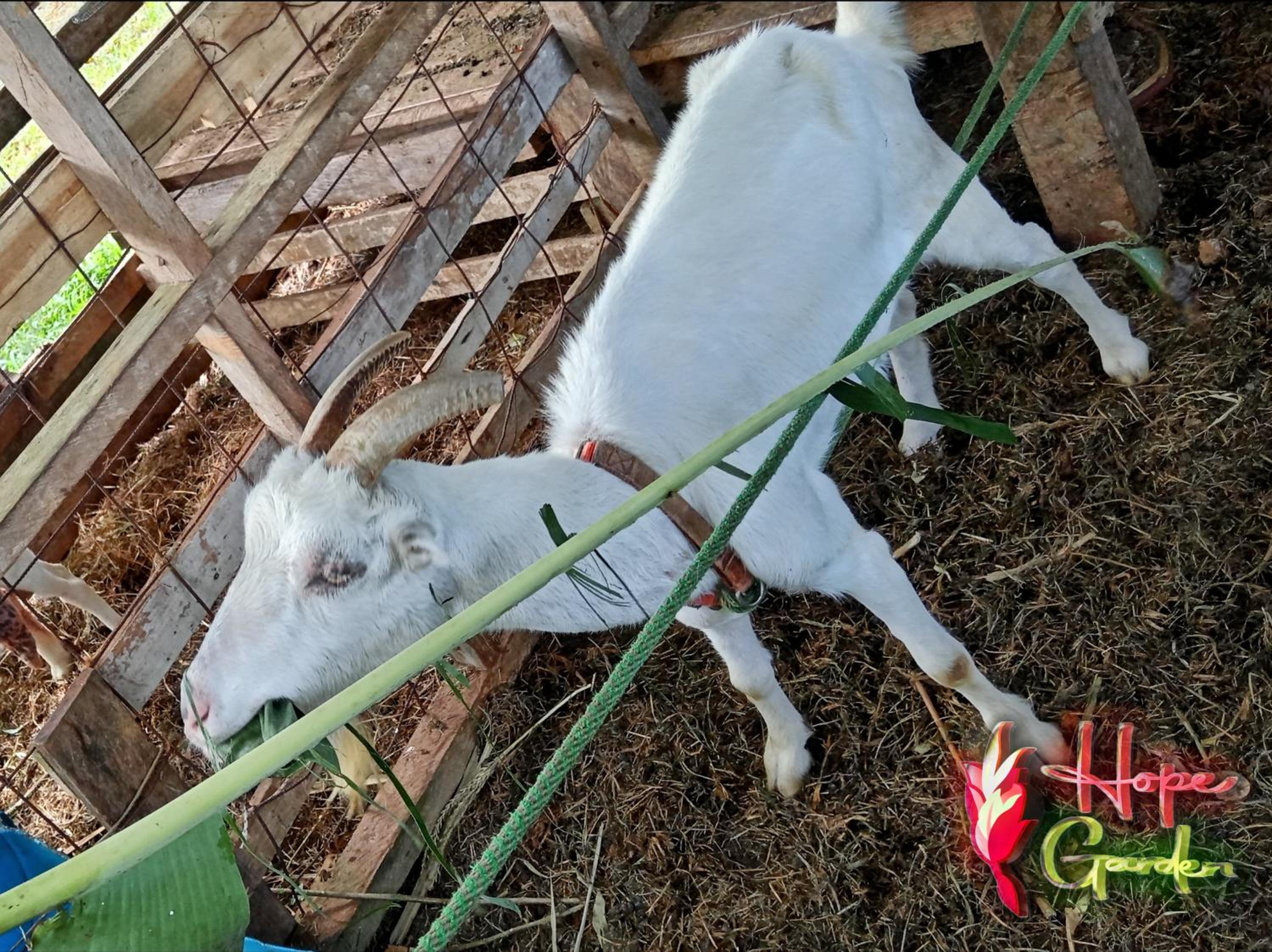 HOPE GARDEN, SARAPIQUÍ, We connect you with the Sarapiquí tropical forest