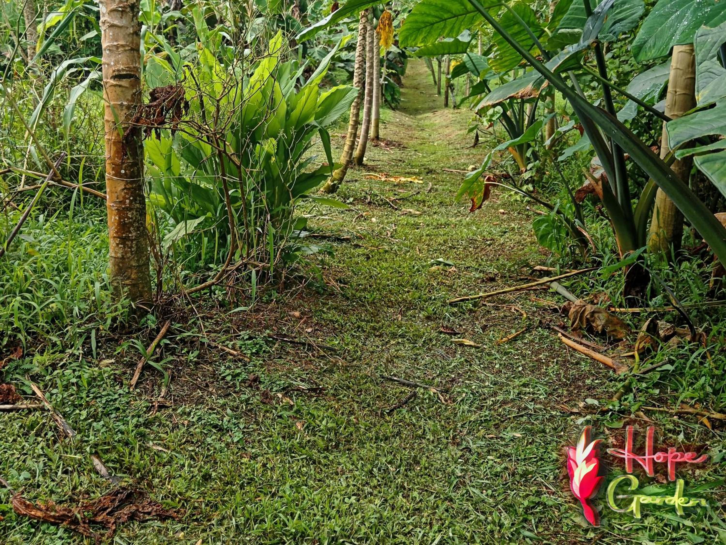 HOPE GARDEN, SARAPIQUÍ, We connect you with the Sarapiquí tropical forest