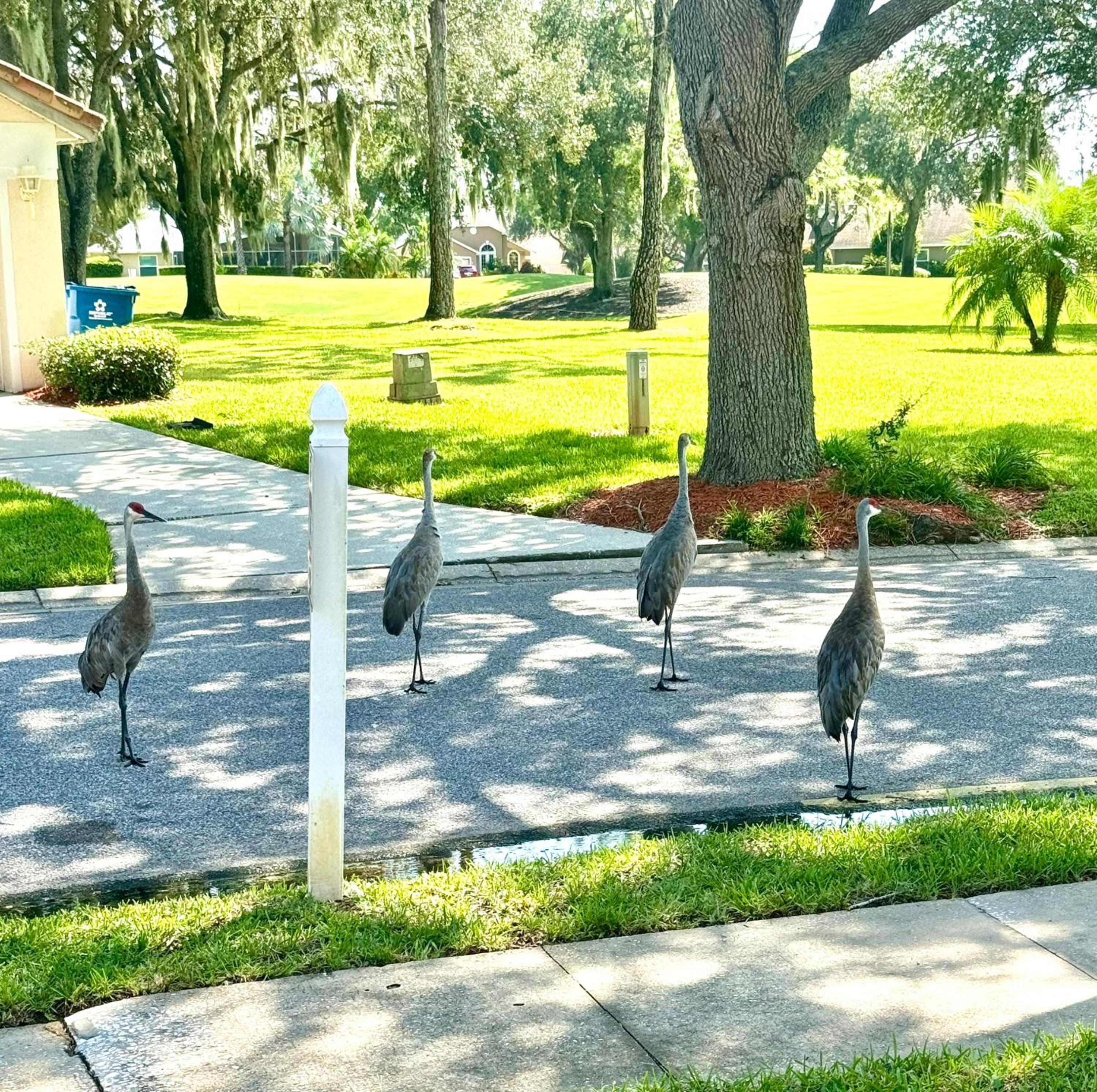 Casa de Augustine, 3 bed pool home newly renovated, backing on to the golf course