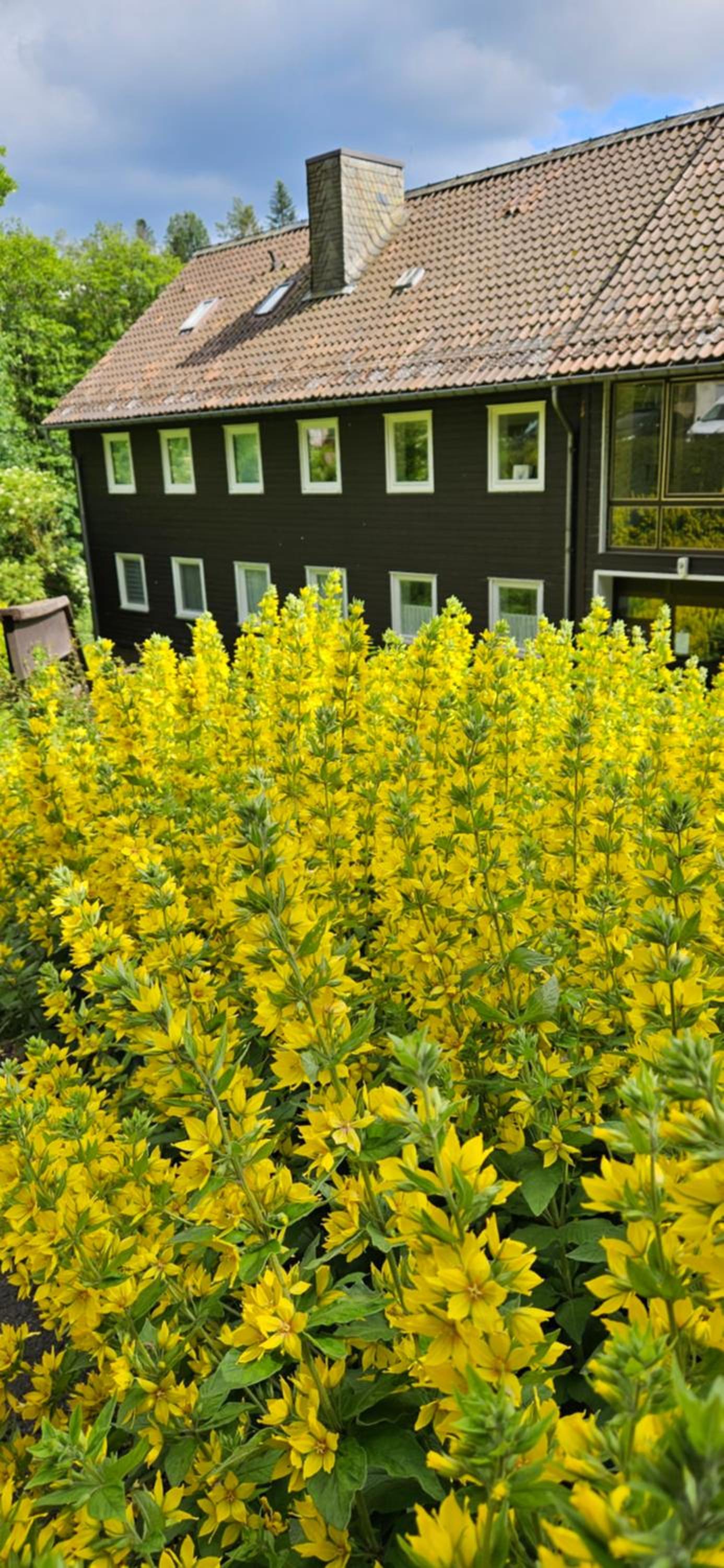 Ferienwohnung-Harzidyllisch