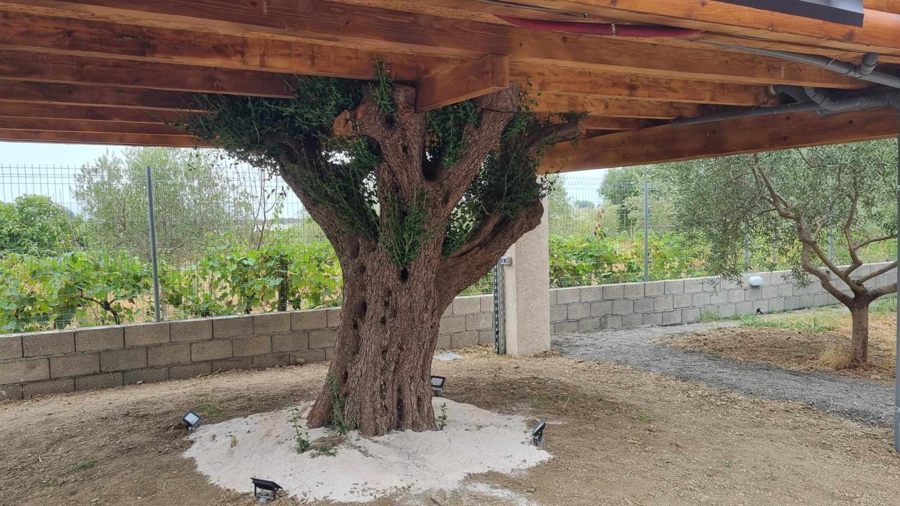 Kallmeti Treetop Suite