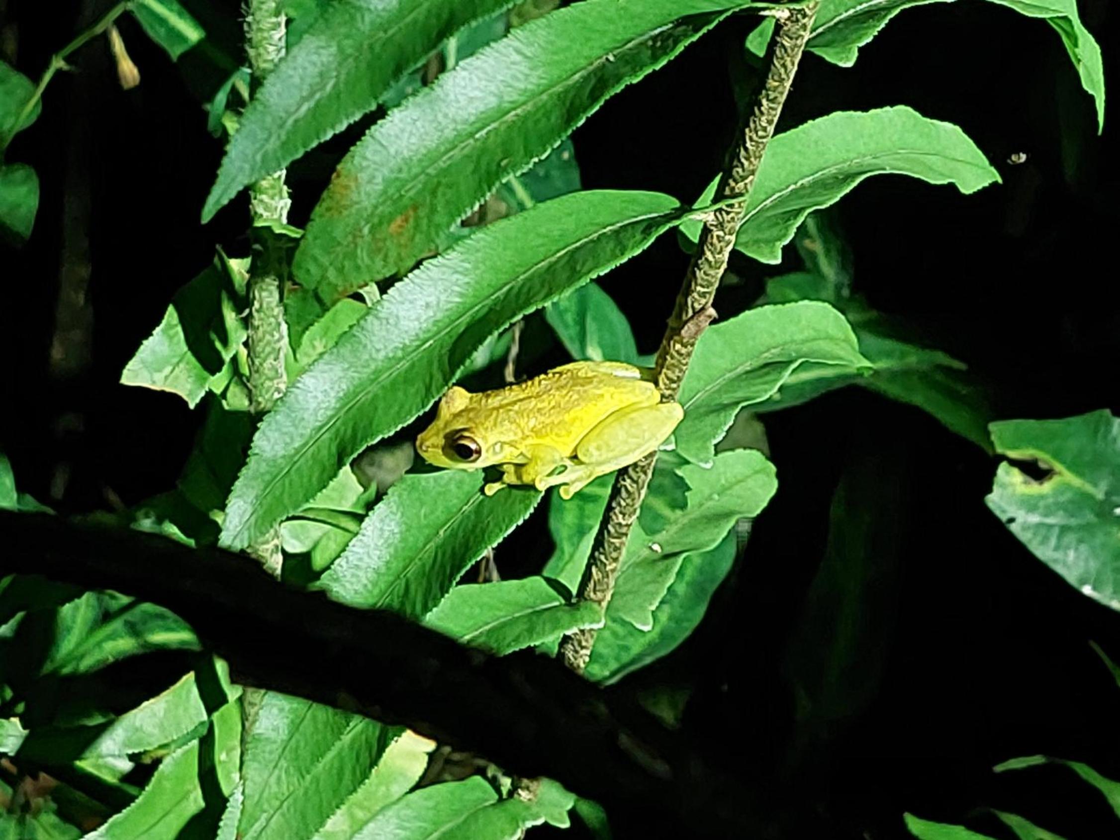HOPE GARDEN, SARAPIQUÍ, We connect you with the Sarapiquí tropical forest