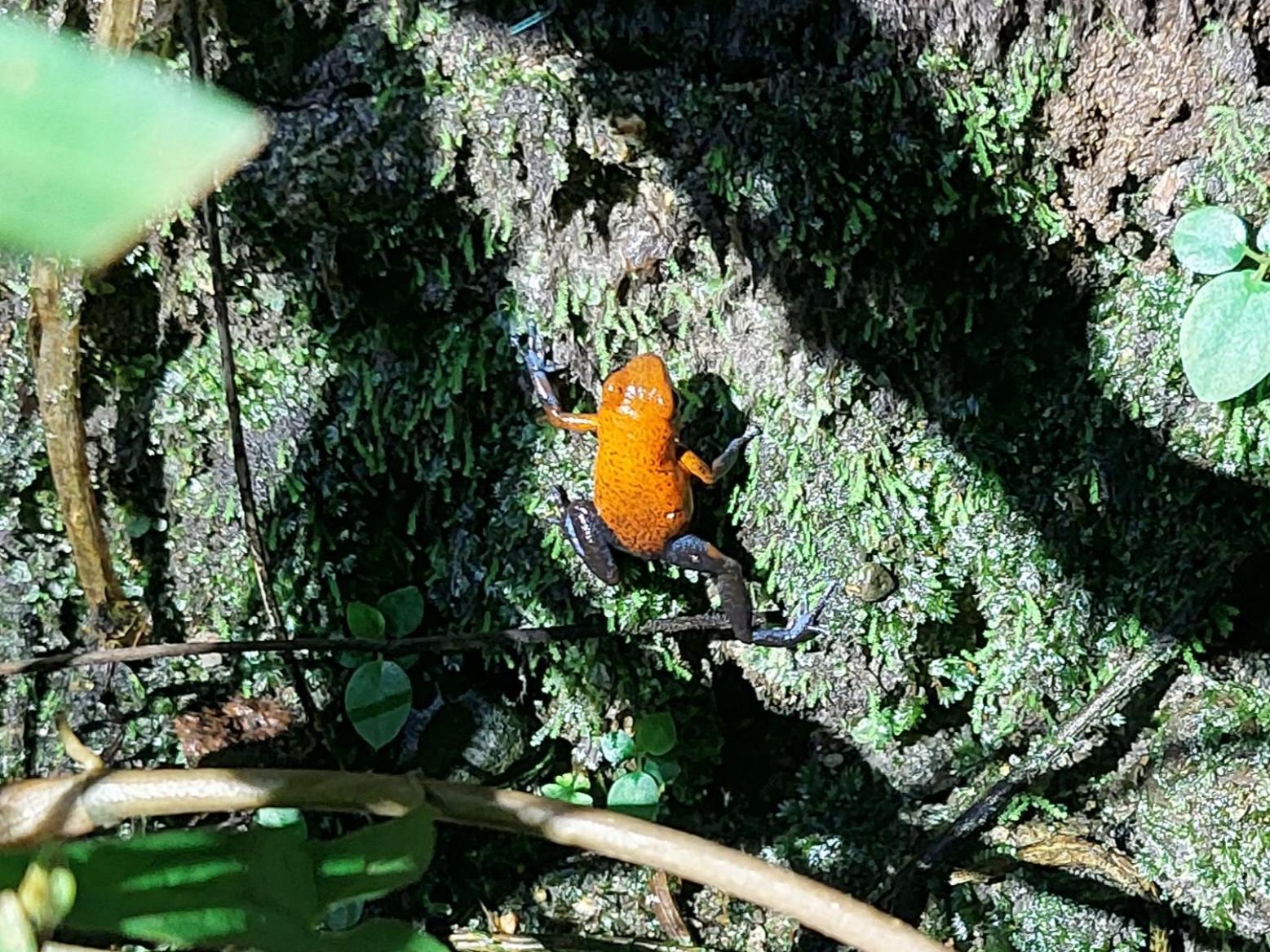 HOPE GARDEN, SARAPIQUÍ, We connect you with the Sarapiquí tropical forest