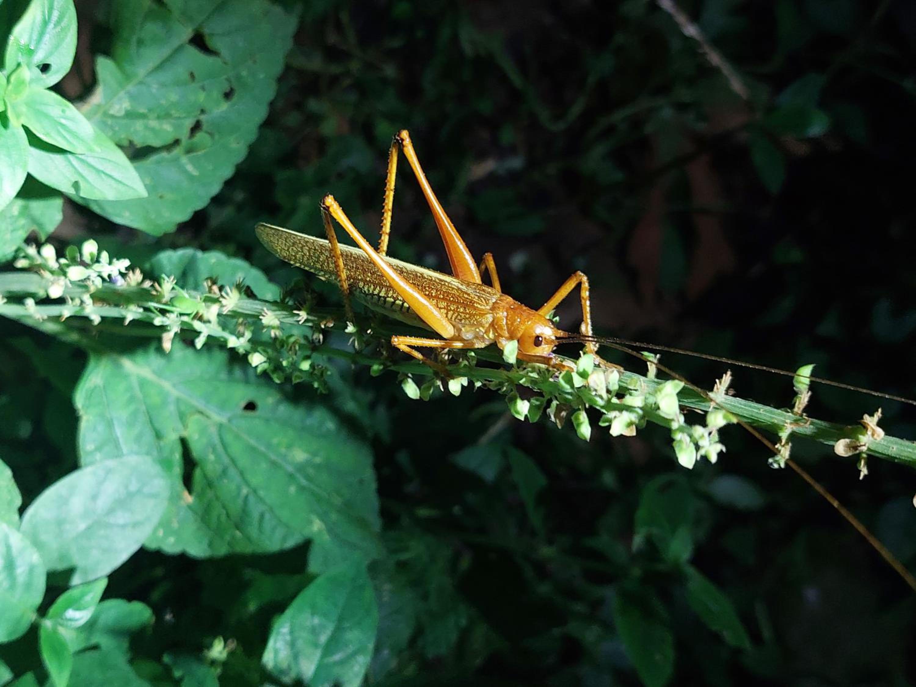 HOPE GARDEN, SARAPIQUÍ, We connect you with the Sarapiquí tropical forest