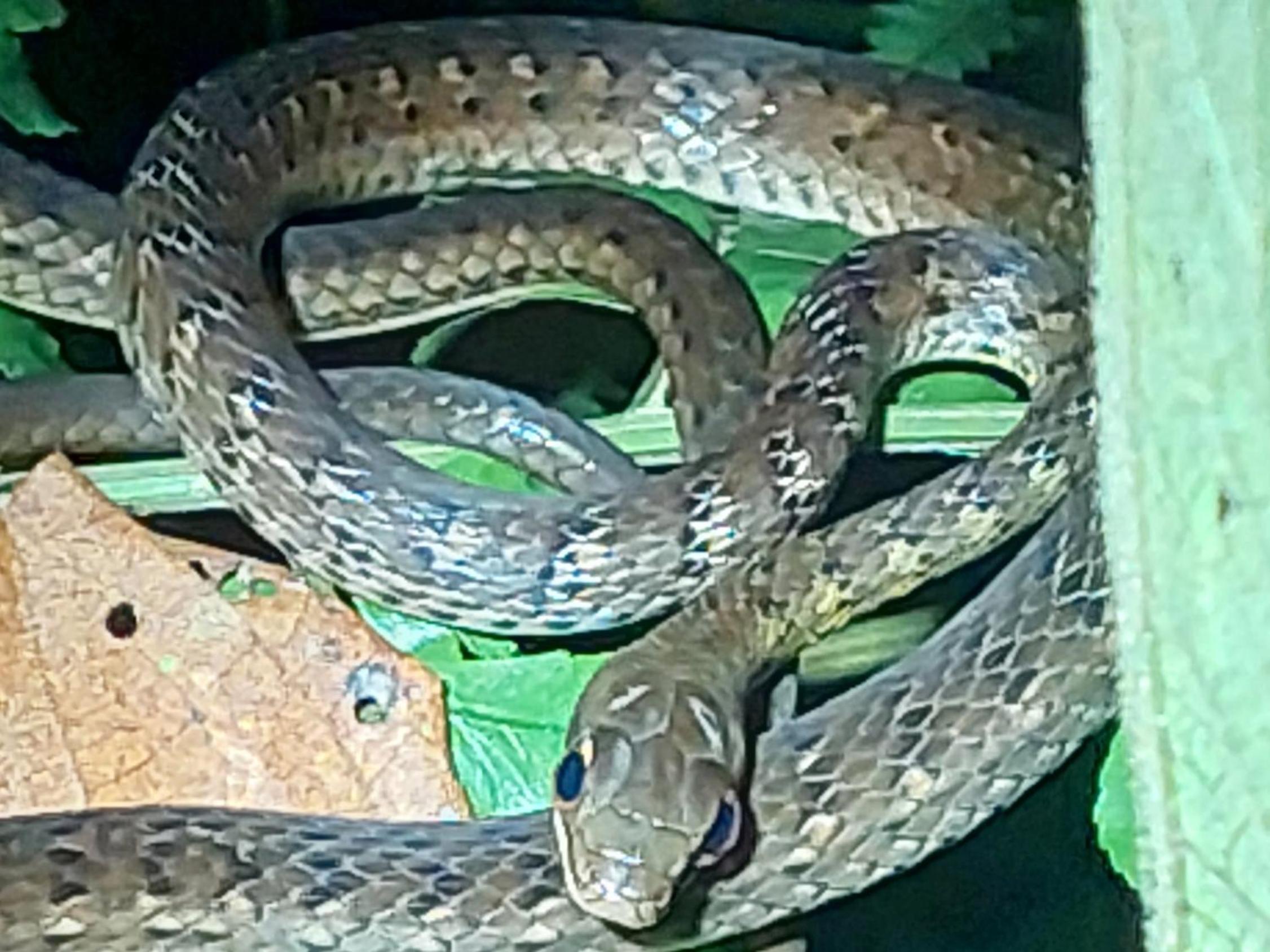HOPE GARDEN, SARAPIQUÍ, We connect you with the Sarapiquí tropical forest