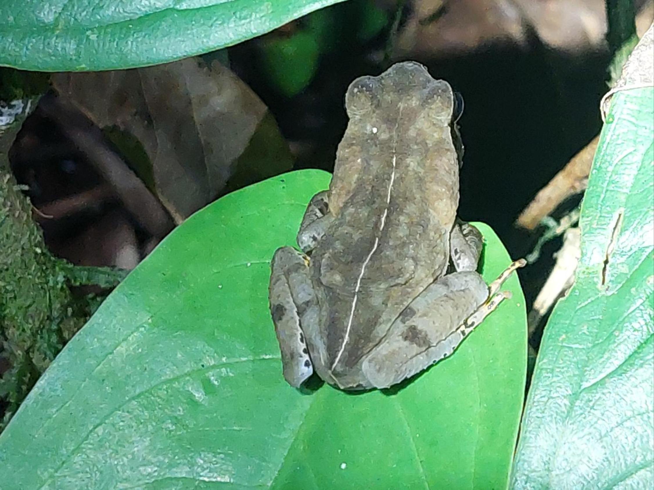 HOPE GARDEN, SARAPIQUÍ, We connect you with the Sarapiquí tropical forest