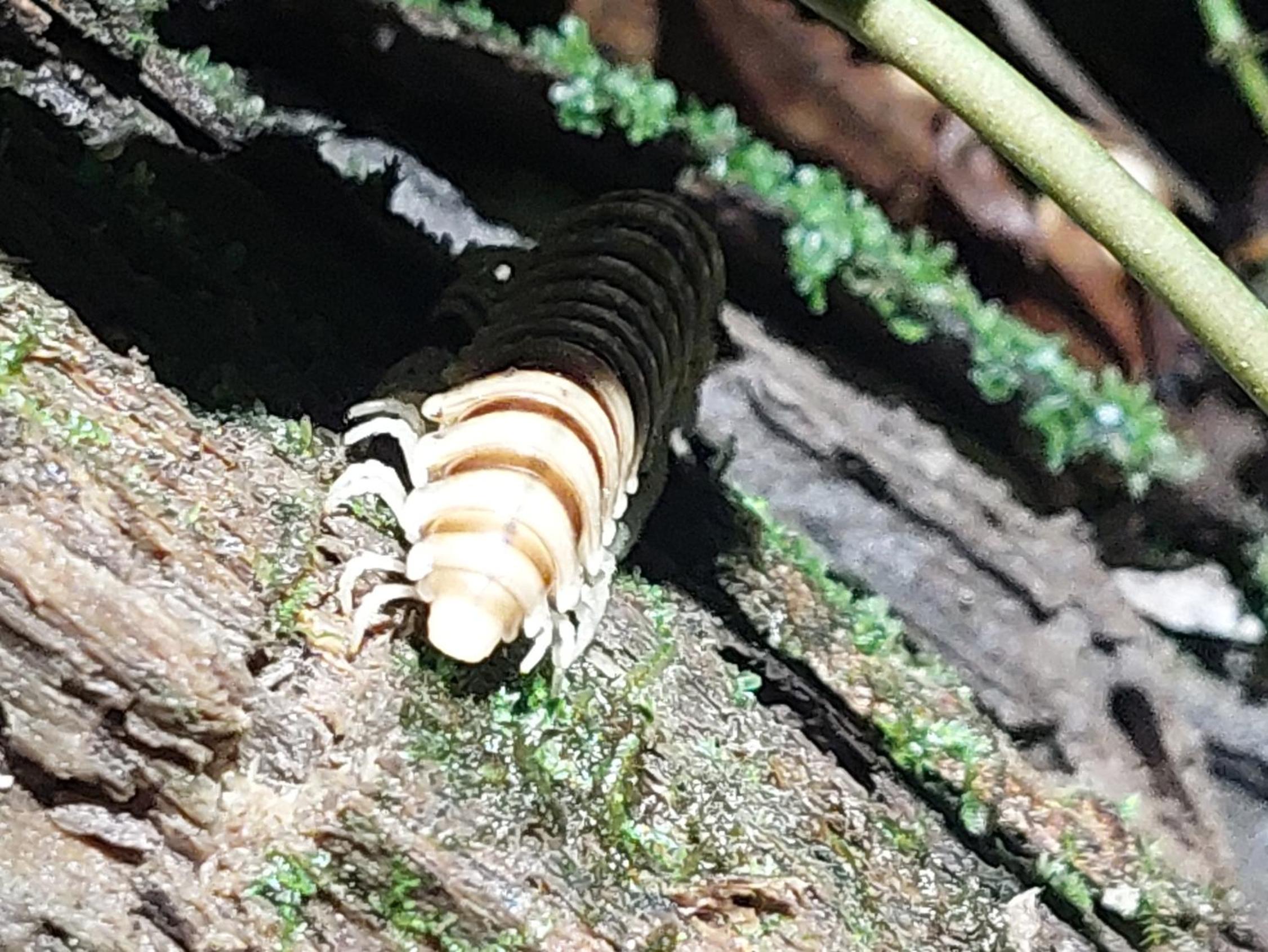 HOPE GARDEN, SARAPIQUÍ, We connect you with the Sarapiquí tropical forest