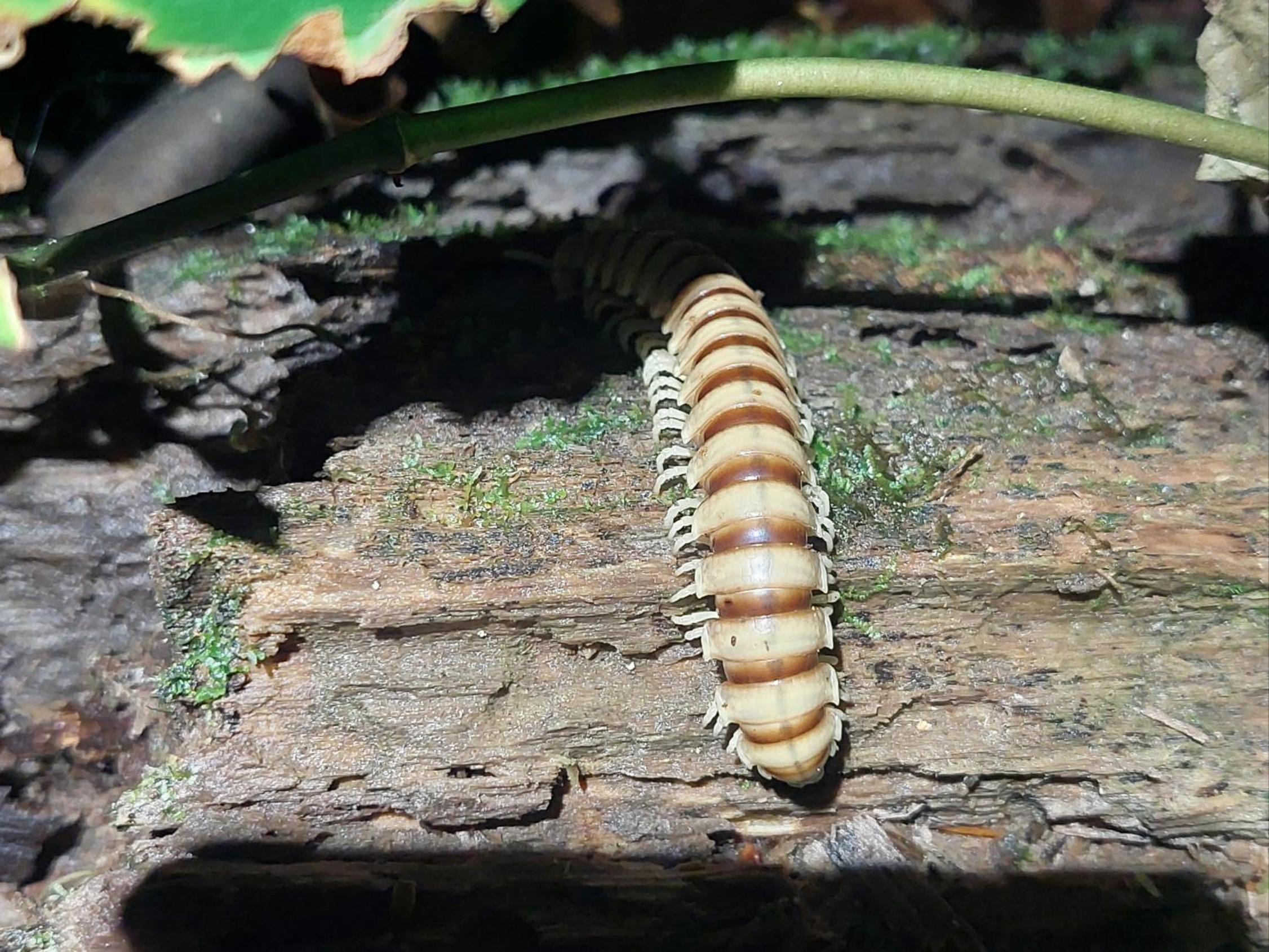 HOPE GARDEN, SARAPIQUÍ, We connect you with the Sarapiquí tropical forest