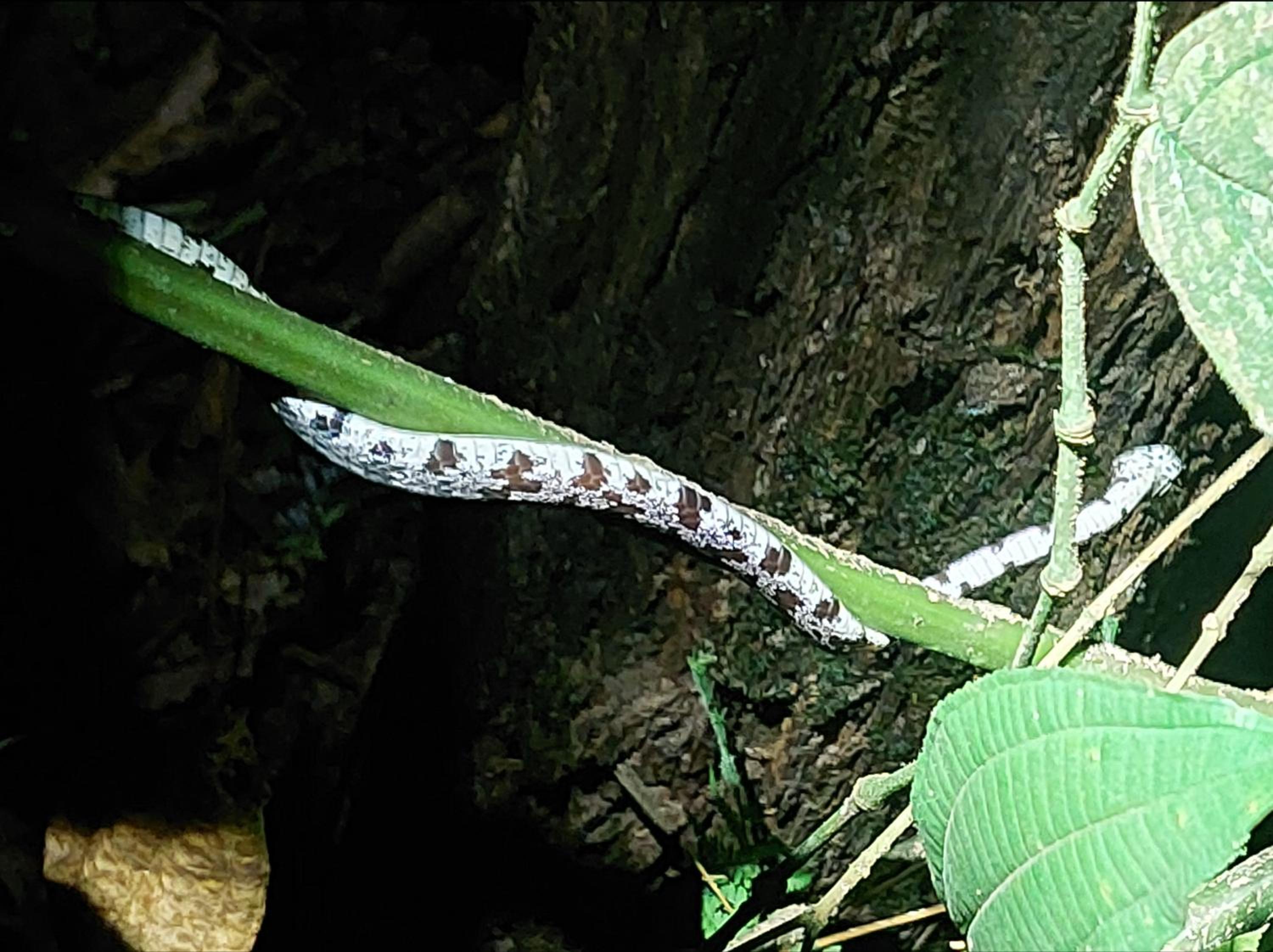 HOPE GARDEN, SARAPIQUÍ, We connect you with the Sarapiquí tropical forest