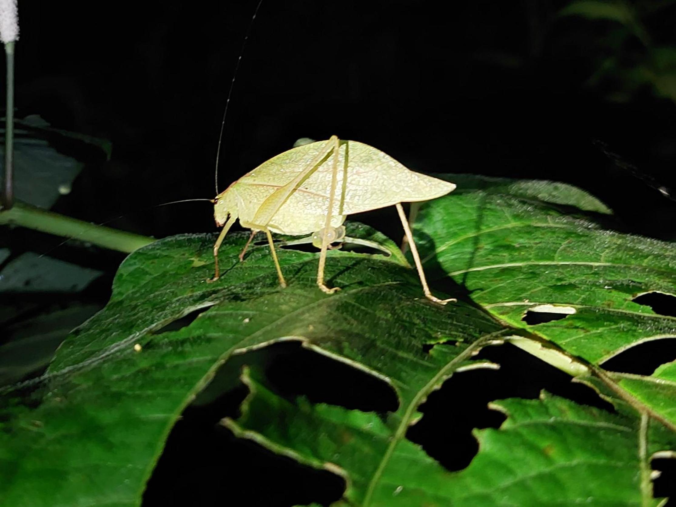 HOPE GARDEN, SARAPIQUÍ, We connect you with the Sarapiquí tropical forest