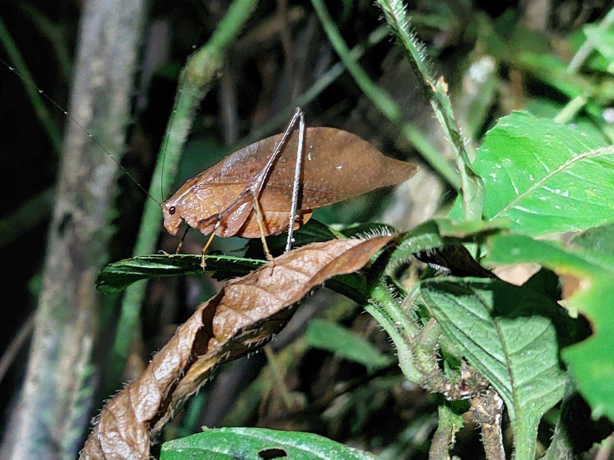 HOPE GARDEN, SARAPIQUÍ, We connect you with the Sarapiquí tropical forest