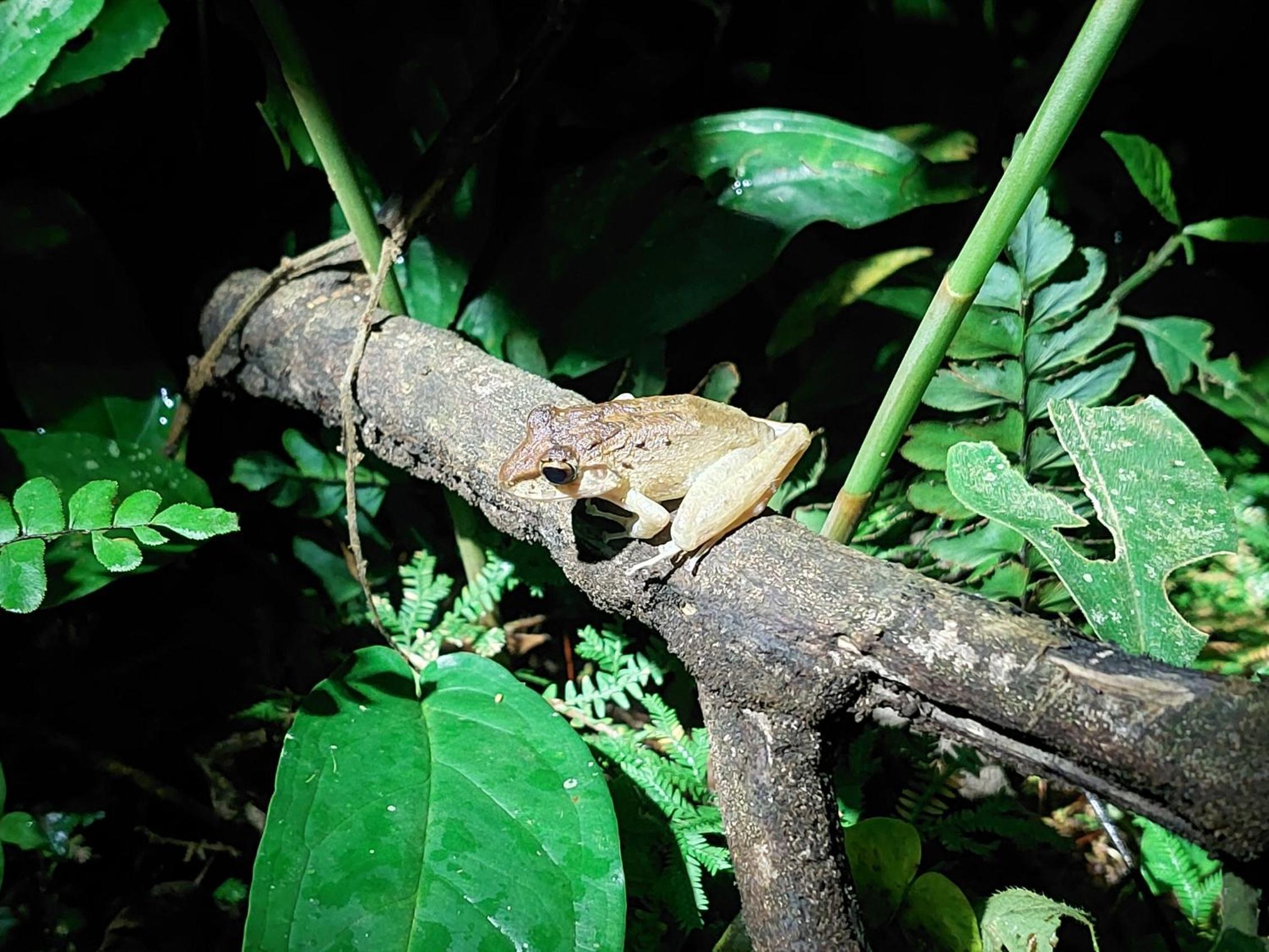 HOPE GARDEN, SARAPIQUÍ, We connect you with the Sarapiquí tropical forest