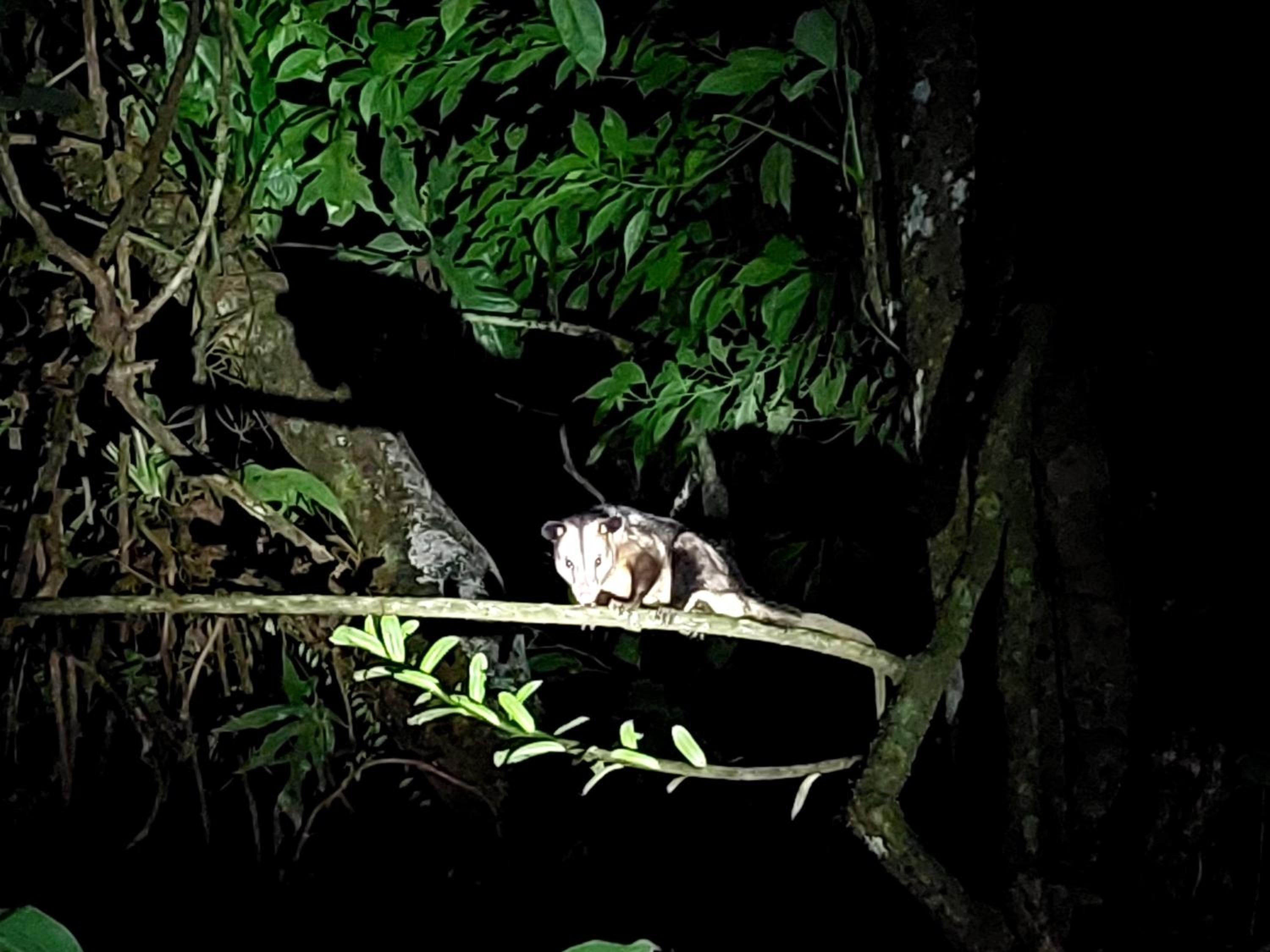 HOPE GARDEN, SARAPIQUÍ, We connect you with the Sarapiquí tropical forest