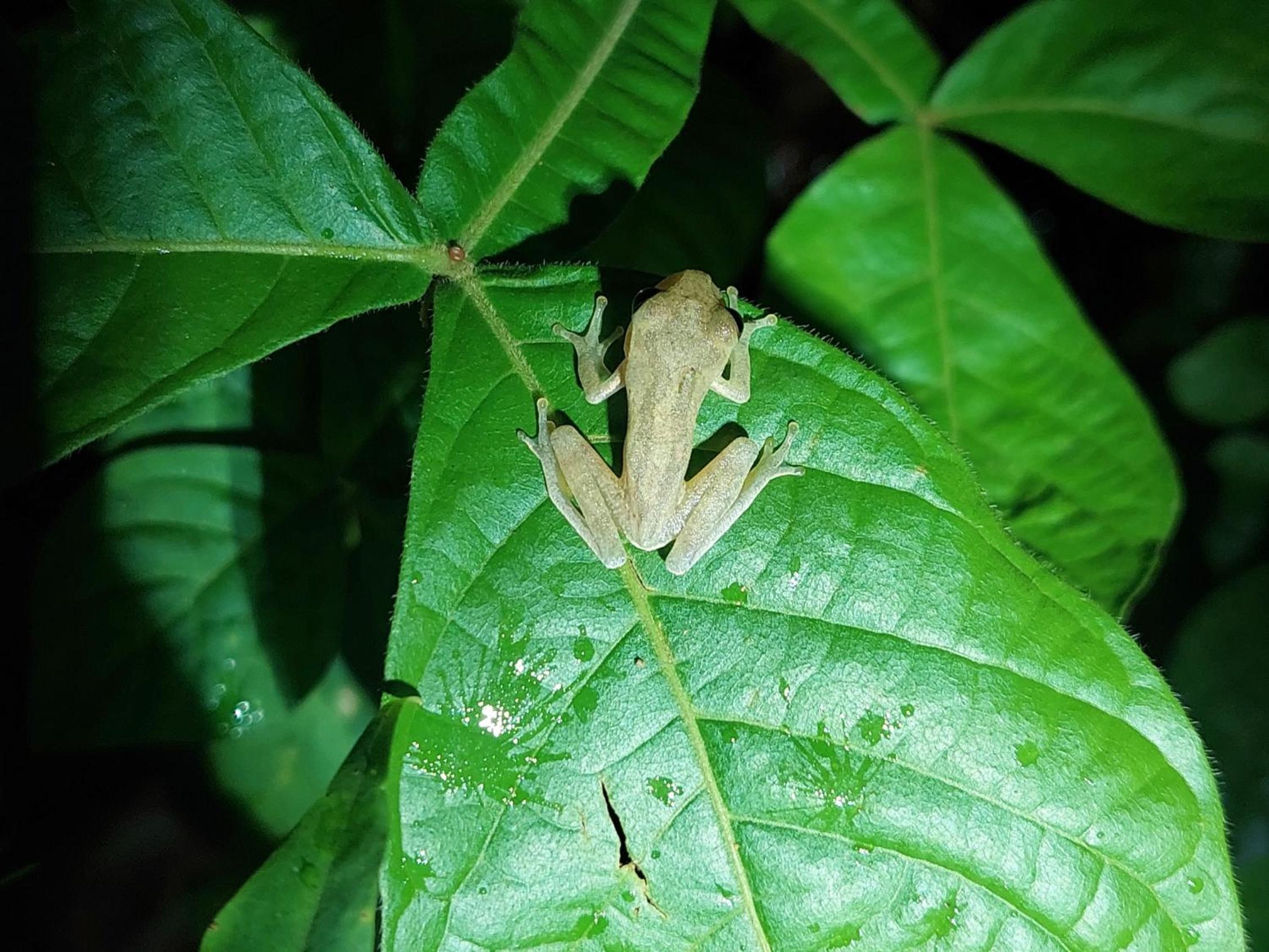 HOPE GARDEN, SARAPIQUÍ, We connect you with the Sarapiquí tropical forest