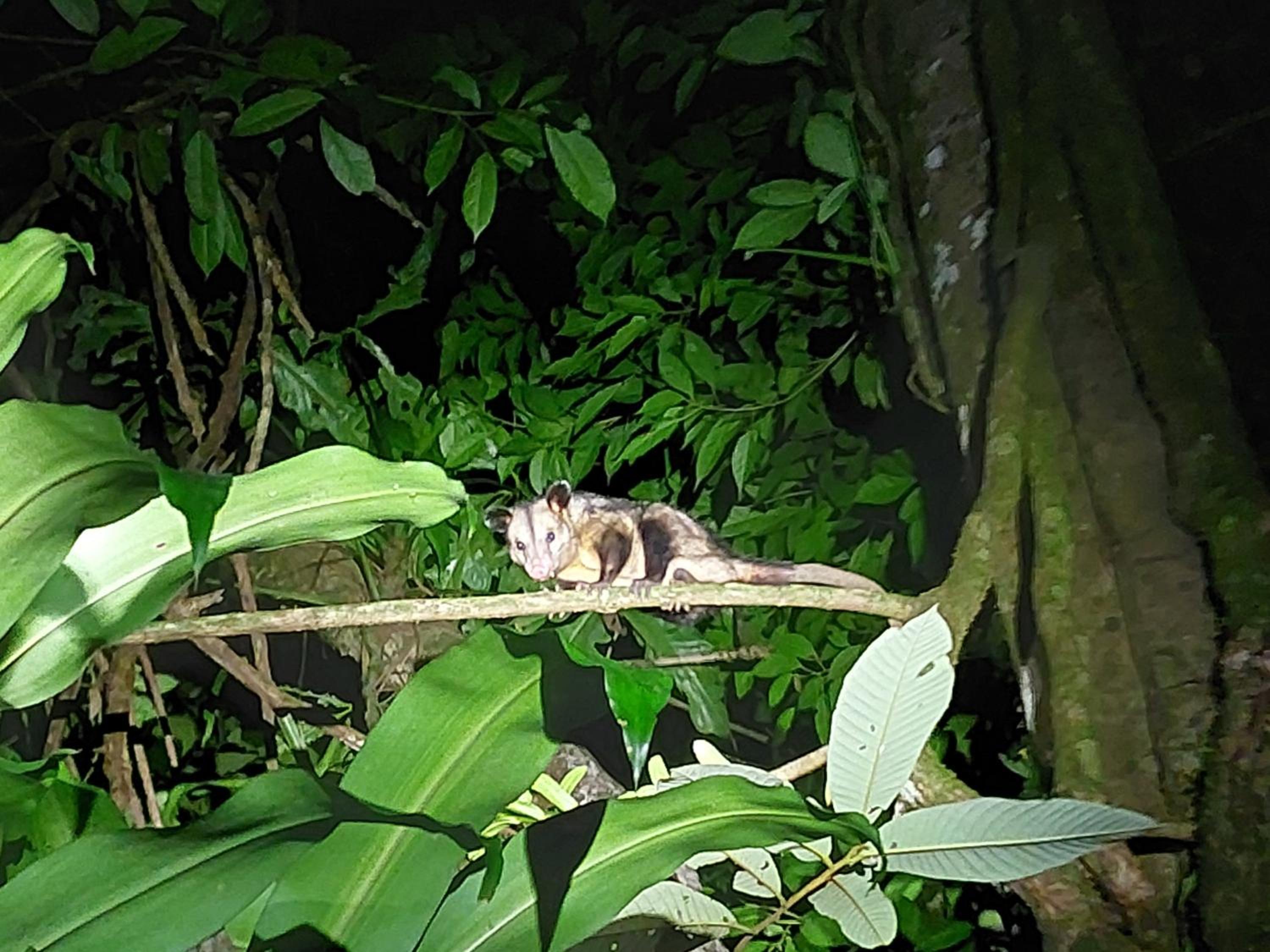 HOPE GARDEN, SARAPIQUÍ, We connect you with the Sarapiquí tropical forest