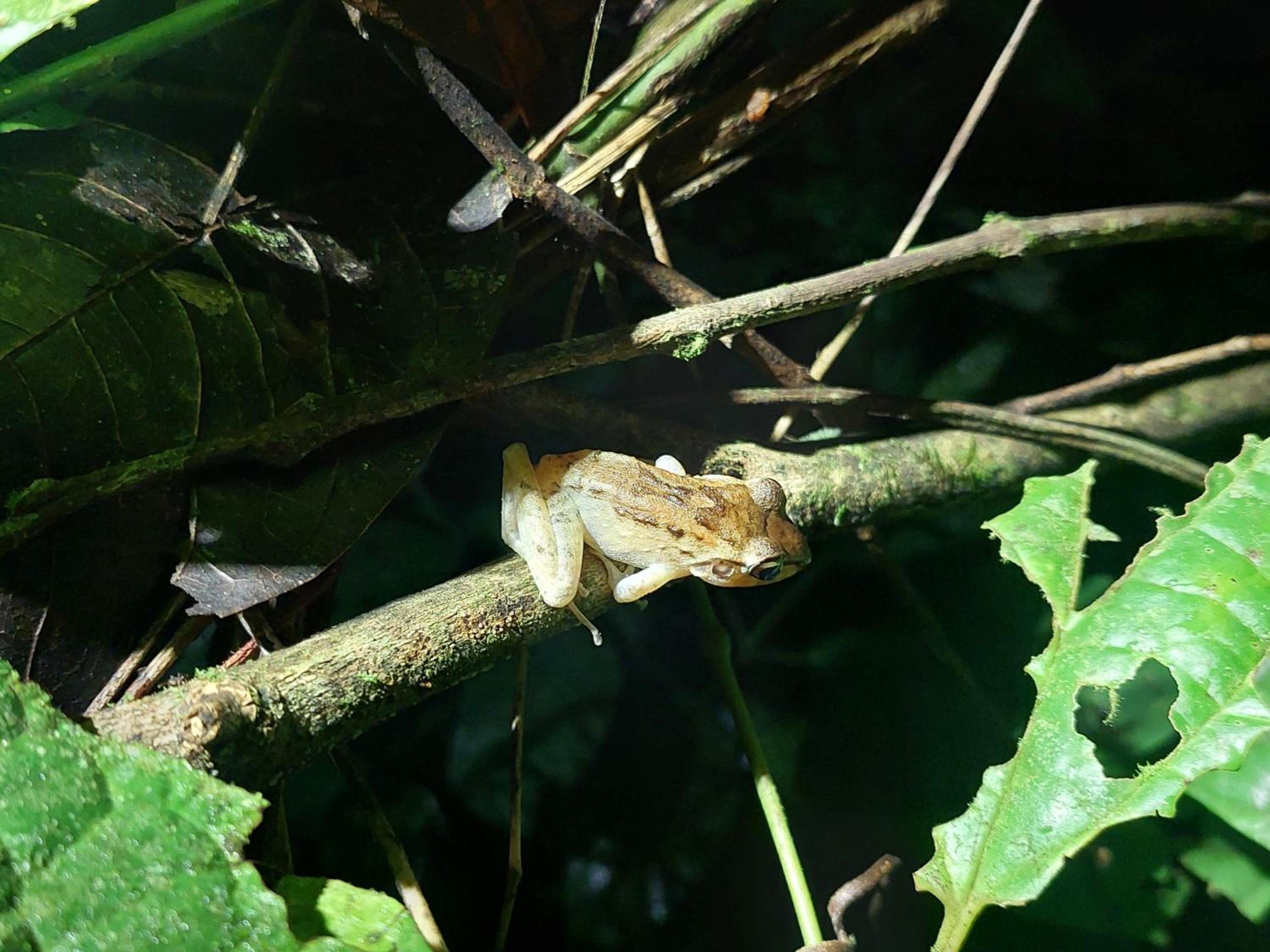 HOPE GARDEN, SARAPIQUÍ, We connect you with the Sarapiquí tropical forest