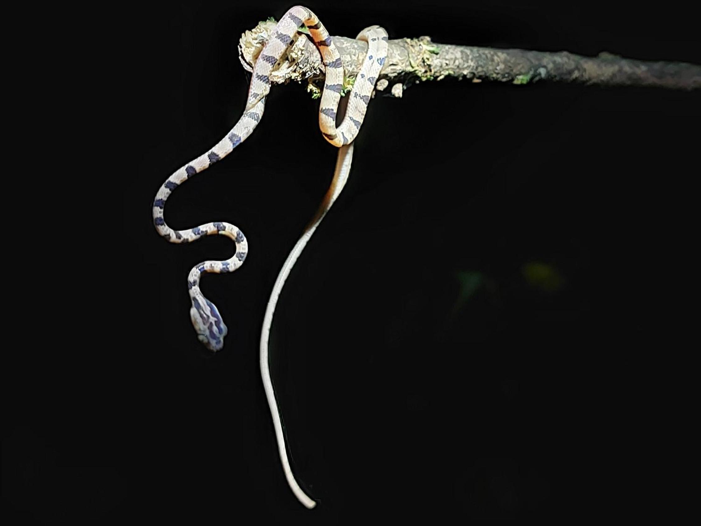 HOPE GARDEN, SARAPIQUÍ, We connect you with the Sarapiquí tropical forest