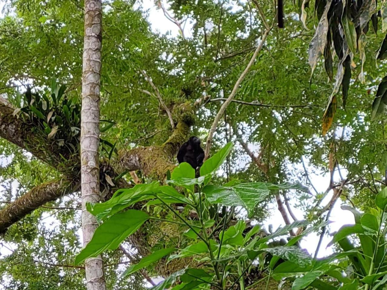 HOPE GARDEN, SARAPIQUÍ, We connect you with the Sarapiquí tropical forest