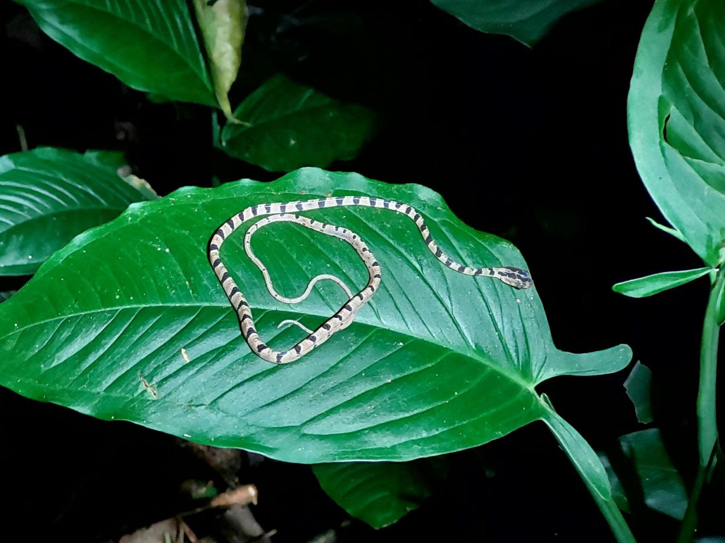 HOPE GARDEN, SARAPIQUÍ, We connect you with the Sarapiquí tropical forest