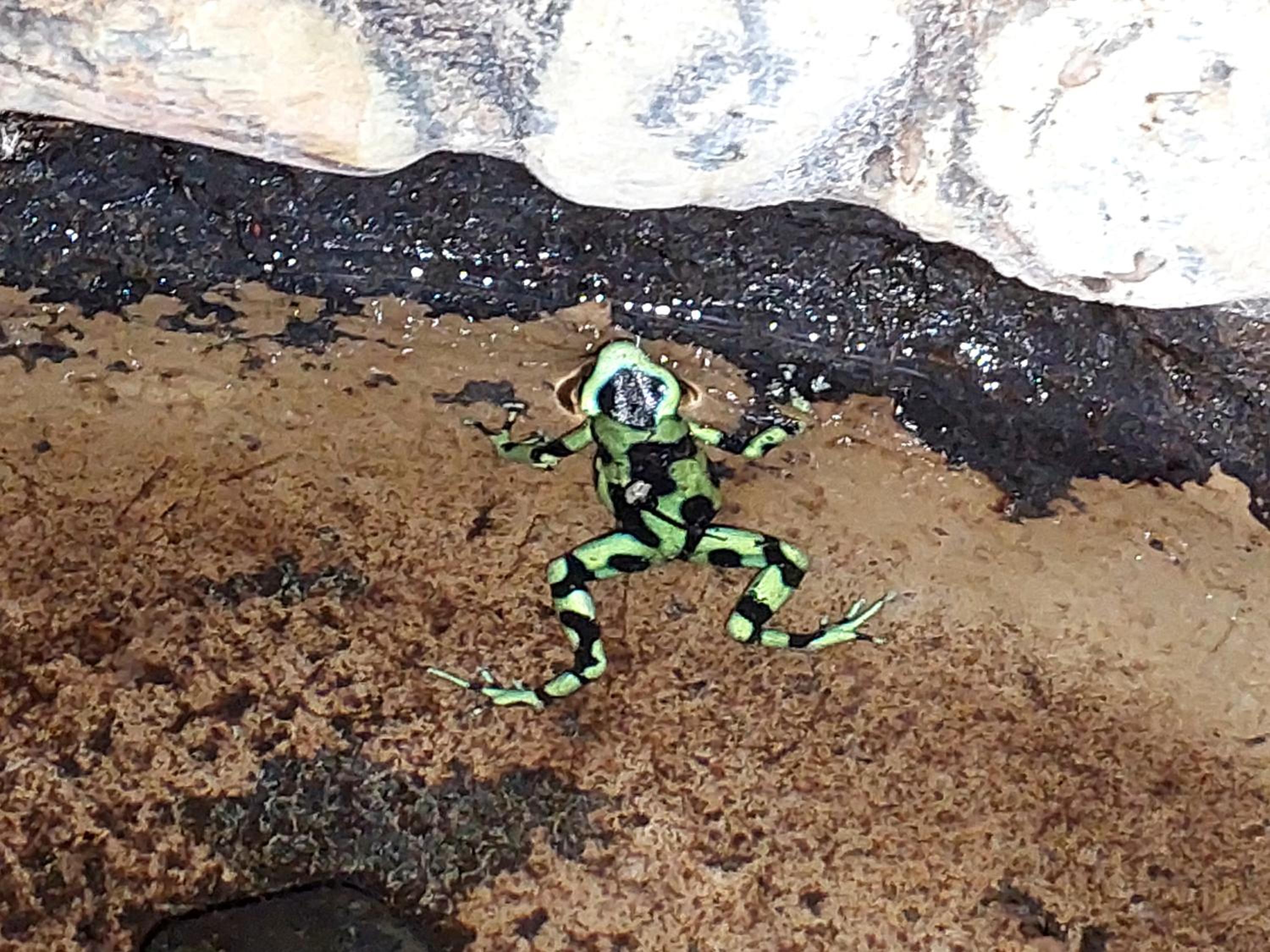 HOPE GARDEN, SARAPIQUÍ, We connect you with the Sarapiquí tropical forest