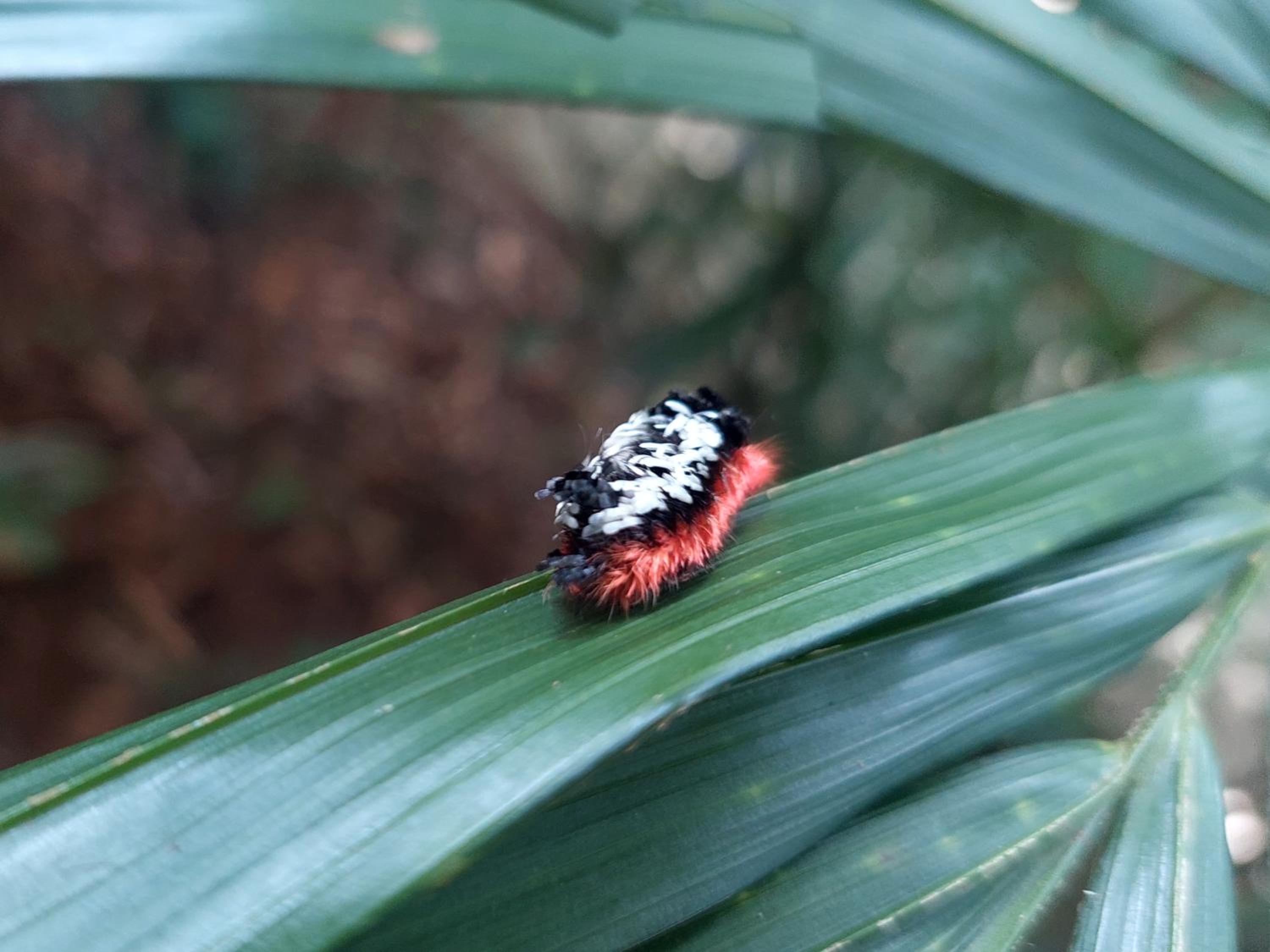 HOPE GARDEN, SARAPIQUÍ, We connect you with the Sarapiquí tropical forest